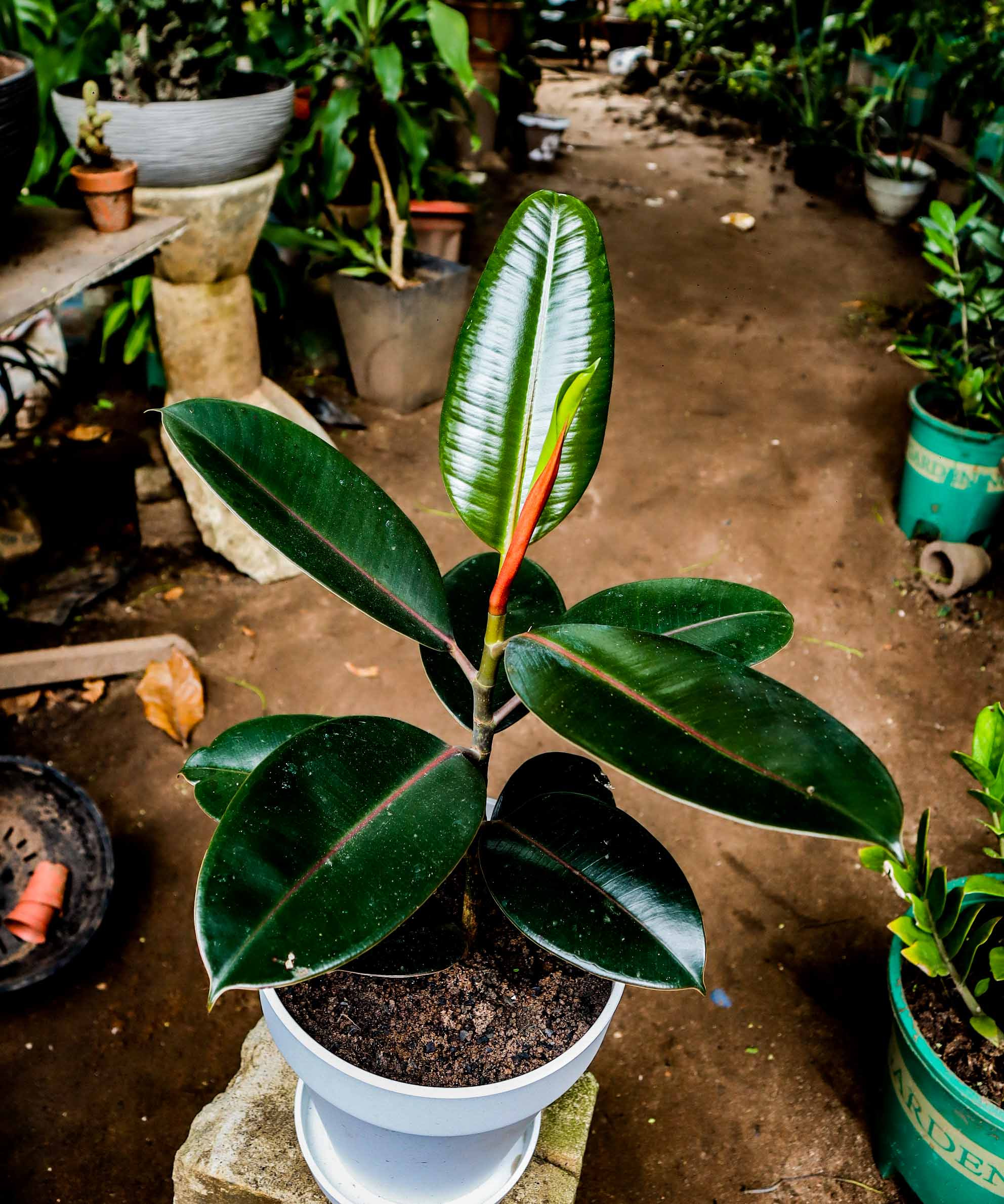 Burgundy Rubber Plant – Dark Leaf Ficus Elastica Indoor Plant