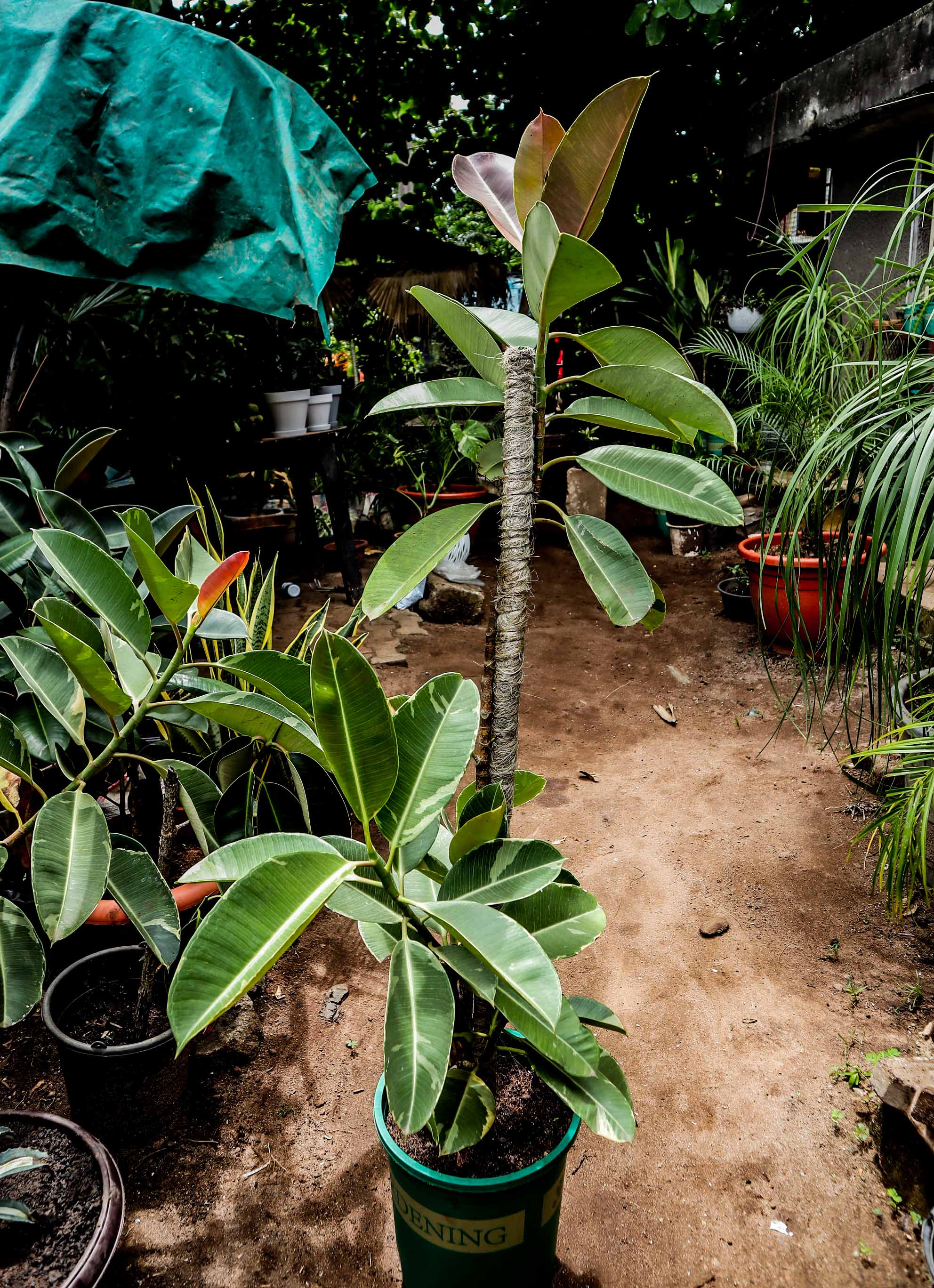 Variegated Rubber Plant – Ficus Elastica Tineke