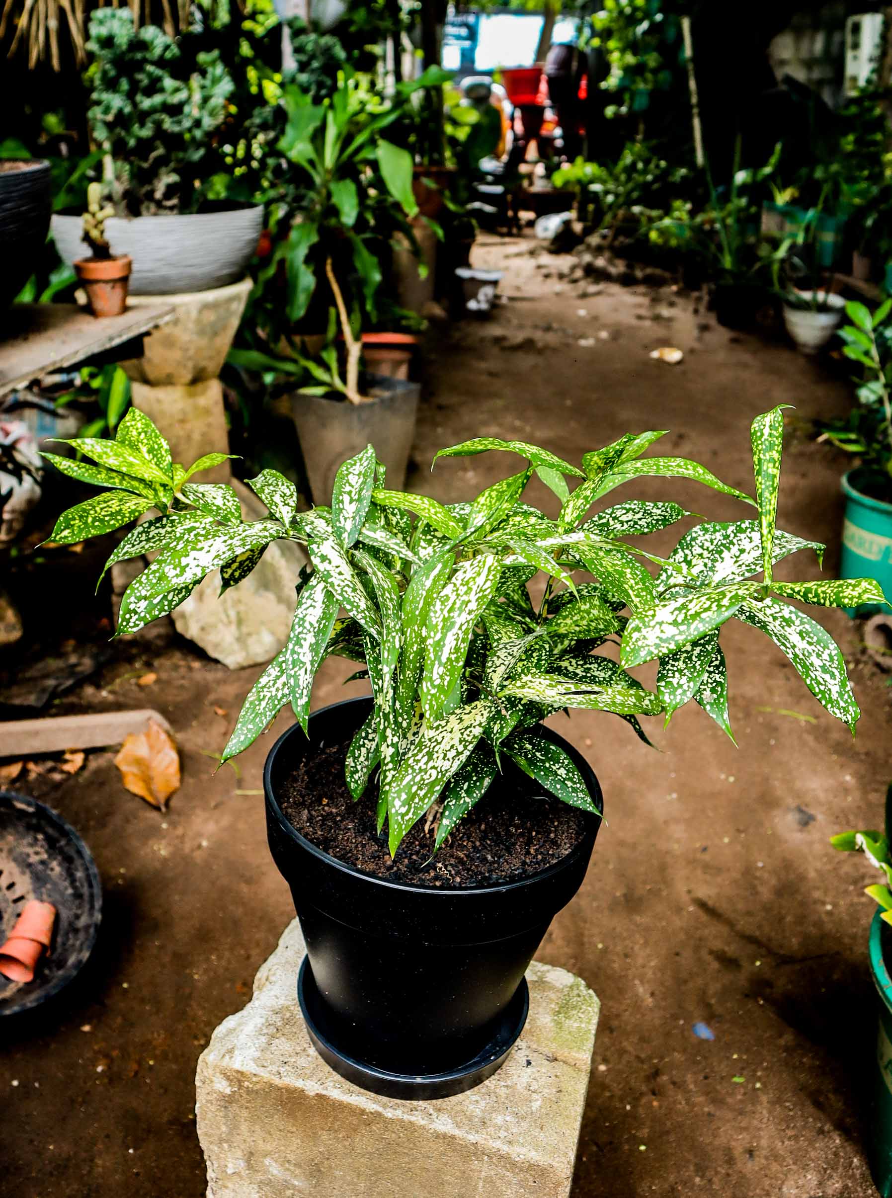 Gold Dust Dracaena – Florida Beauty Indoor Plant