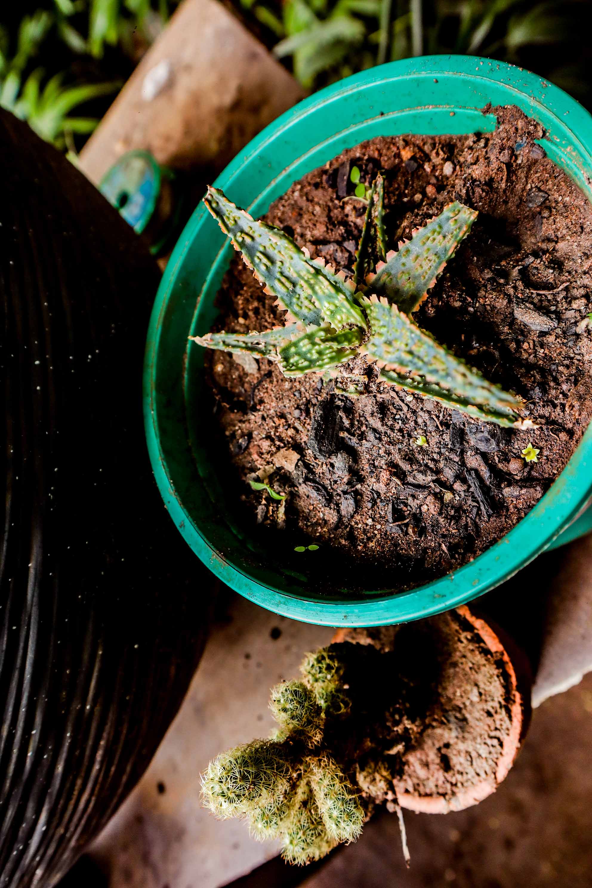Mini Aloe Succulent Plant – Ornamental Lace Aloe