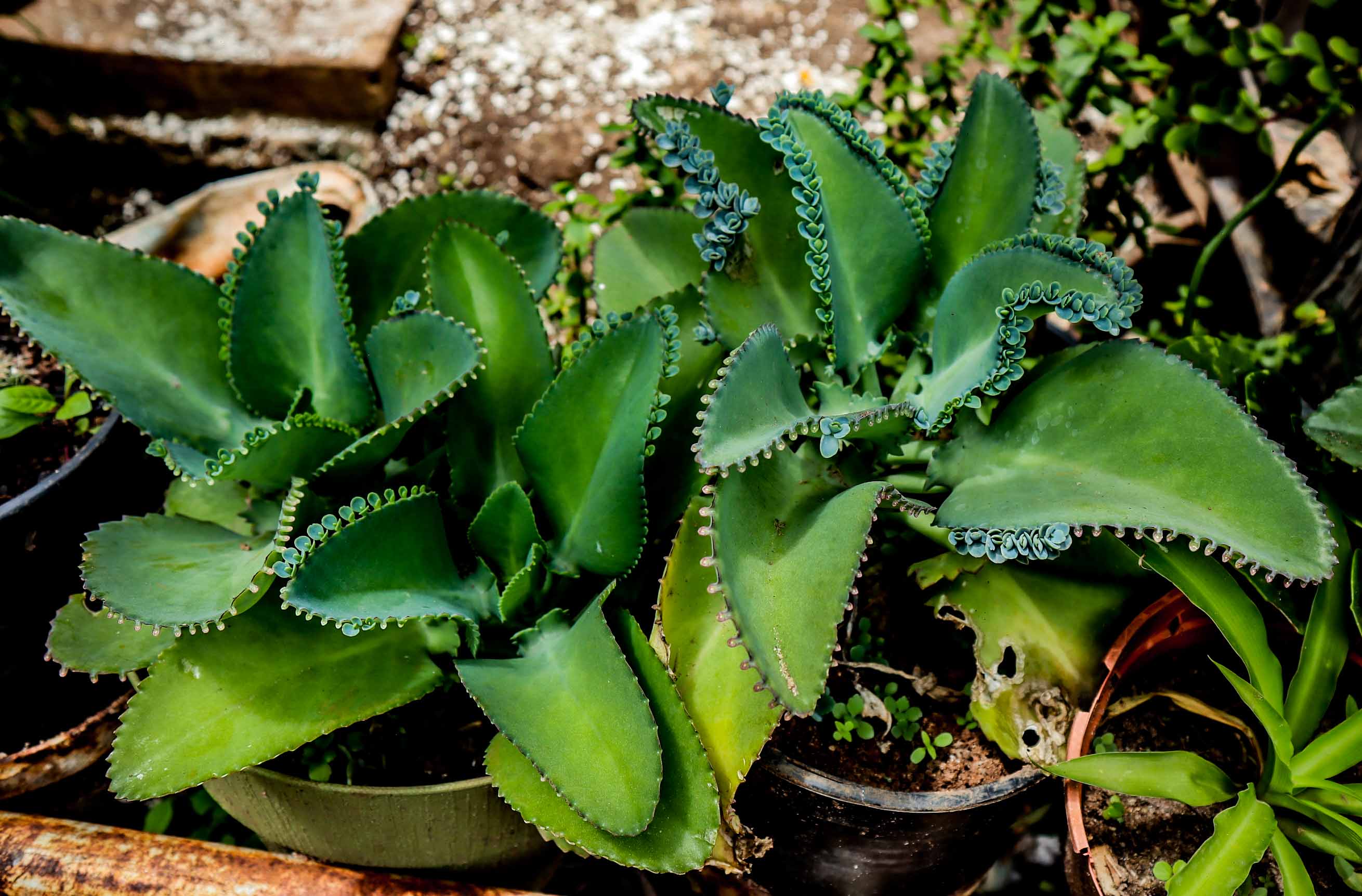 Mother of Thousands Succulent Plant – Kalanchoe Alligator Plant