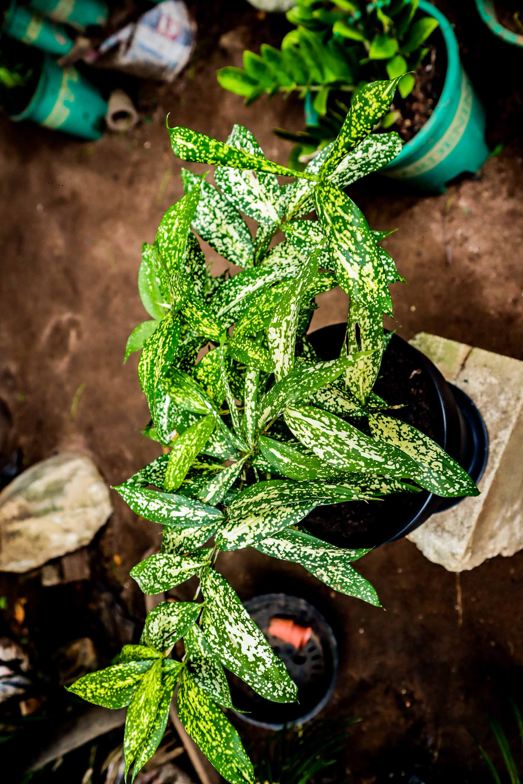 Gold Dust Dracaena – Florida Beauty Indoor Plant