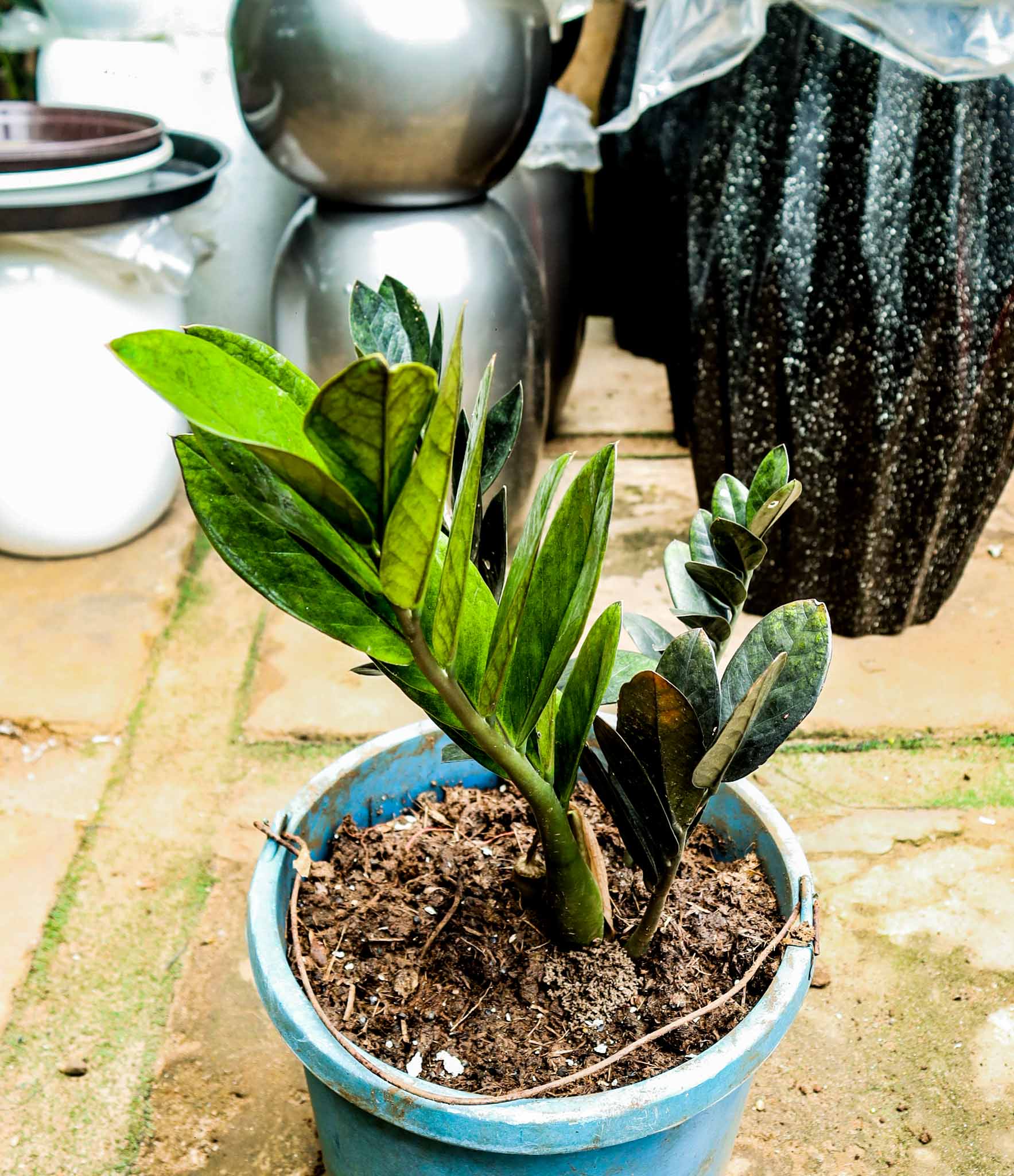 Raven ZZ Plant – Black ZZ Indoor Plant