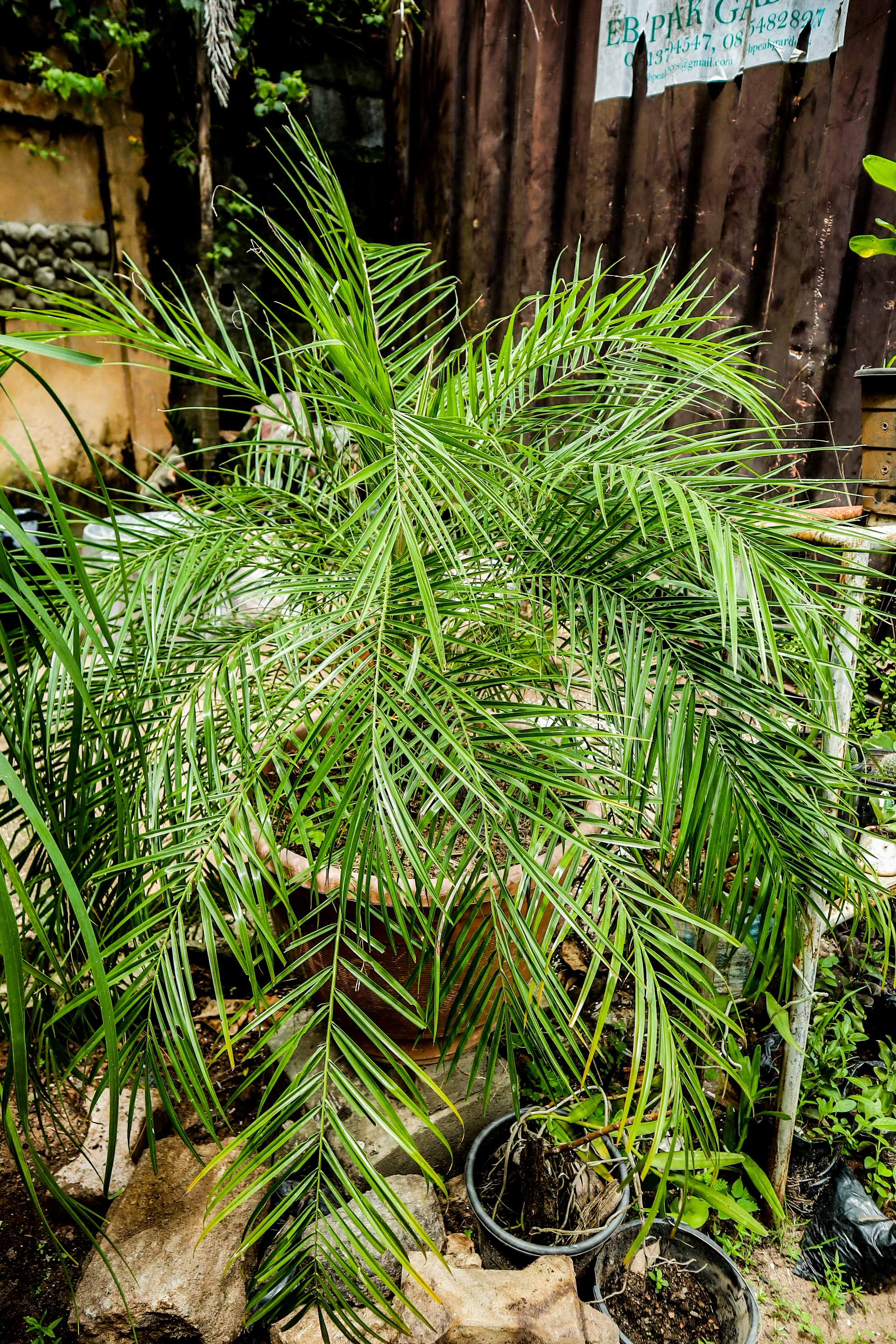 Areca Palm – Golden Cane Indoor & Outdoor Palm Plant
