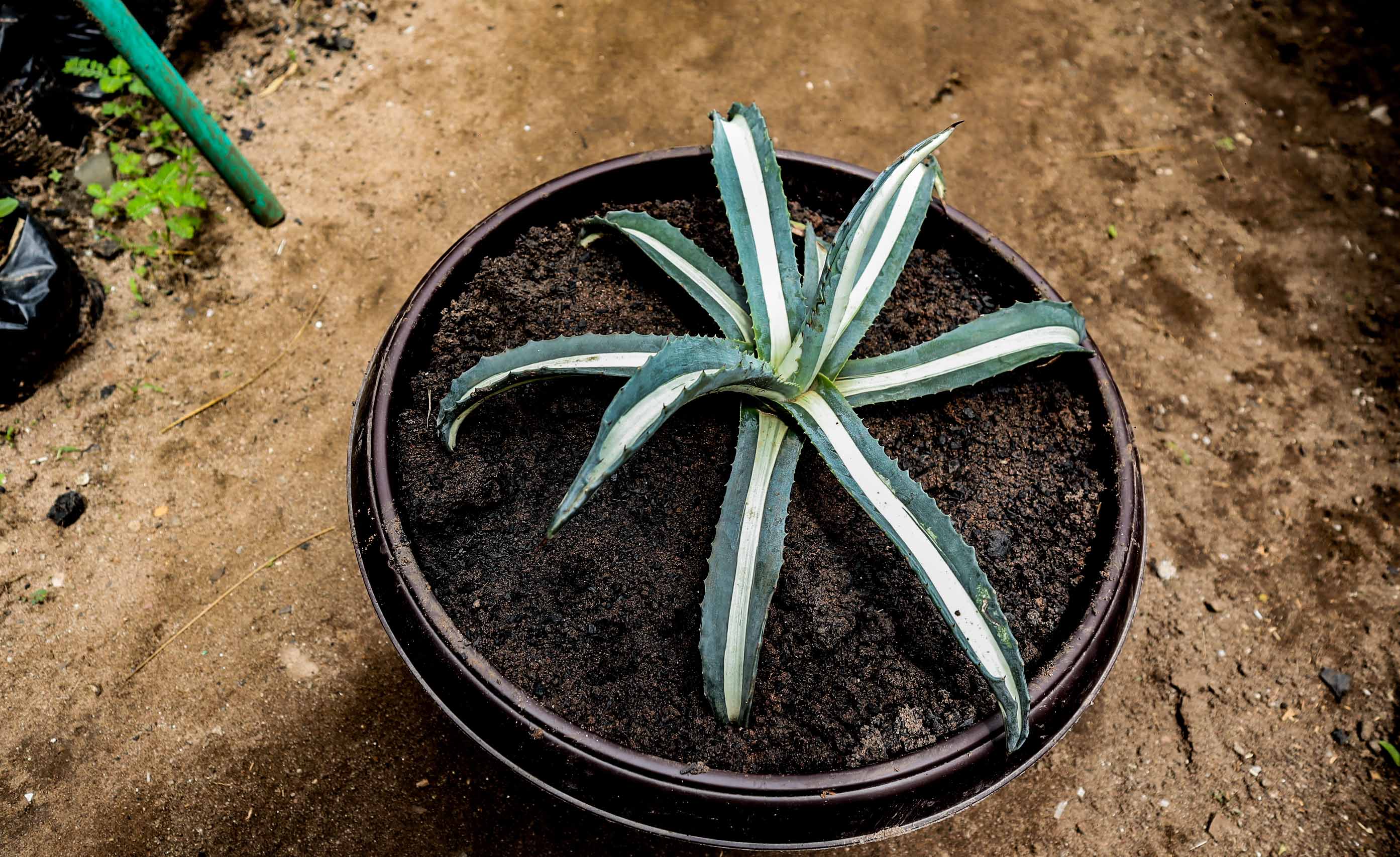 White-Striped Variegated Agave – Agave Americana Mediopicta Alba