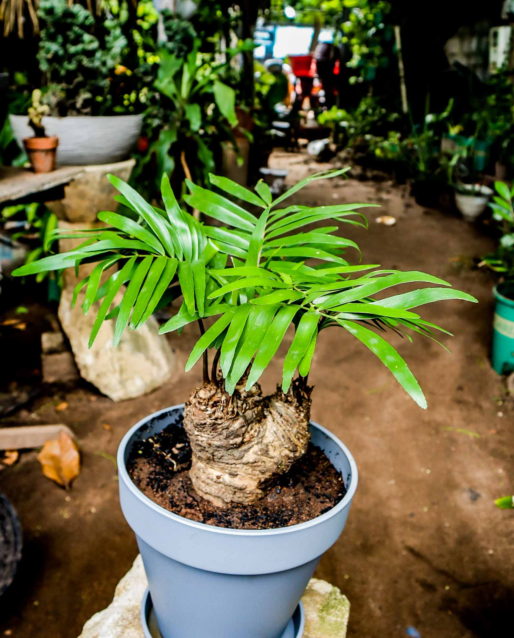 Sago Palm – Cycas Revoluta Ornamental Plant