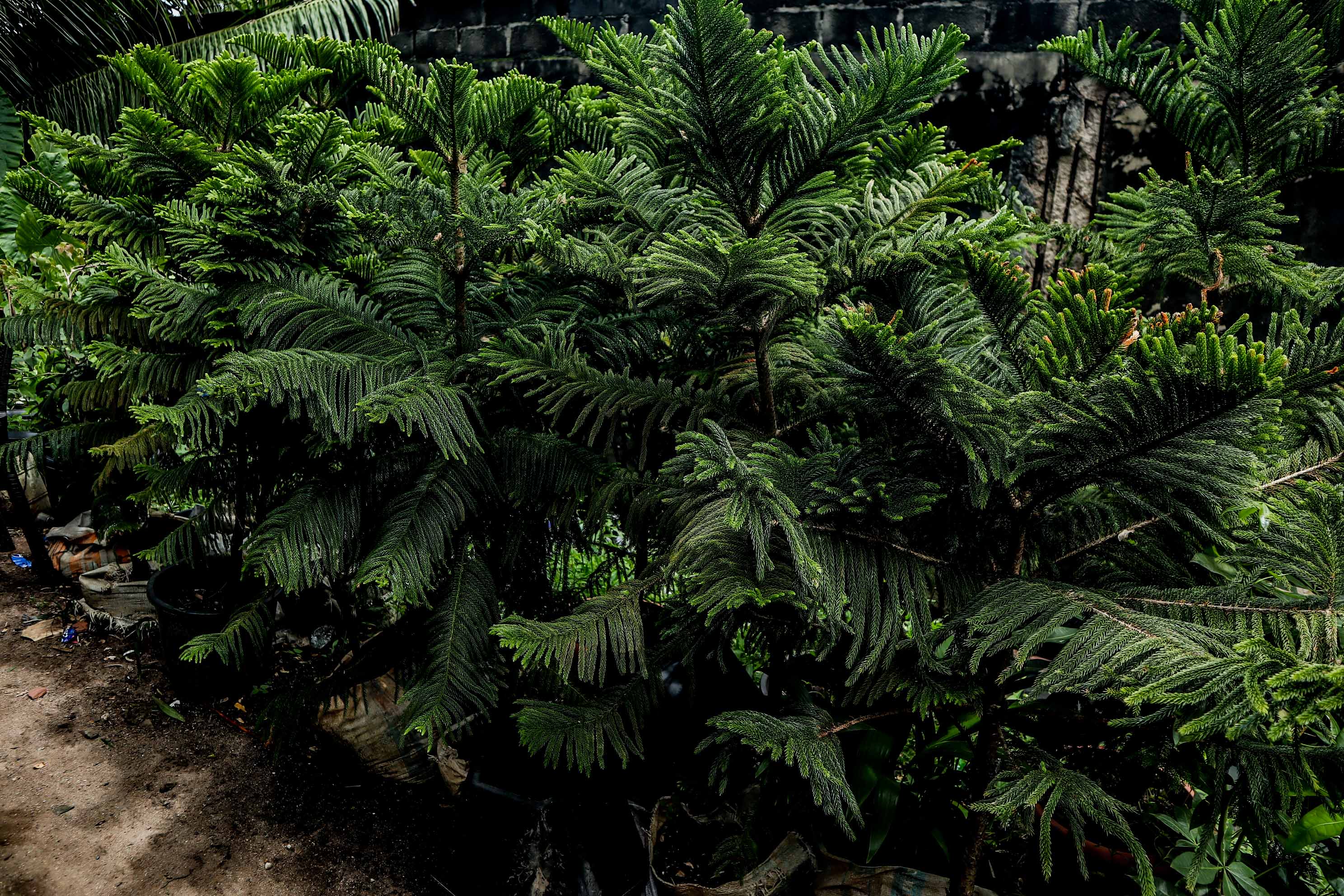 Norfolk Island Pine – Live Araucaria Ornamental Plant