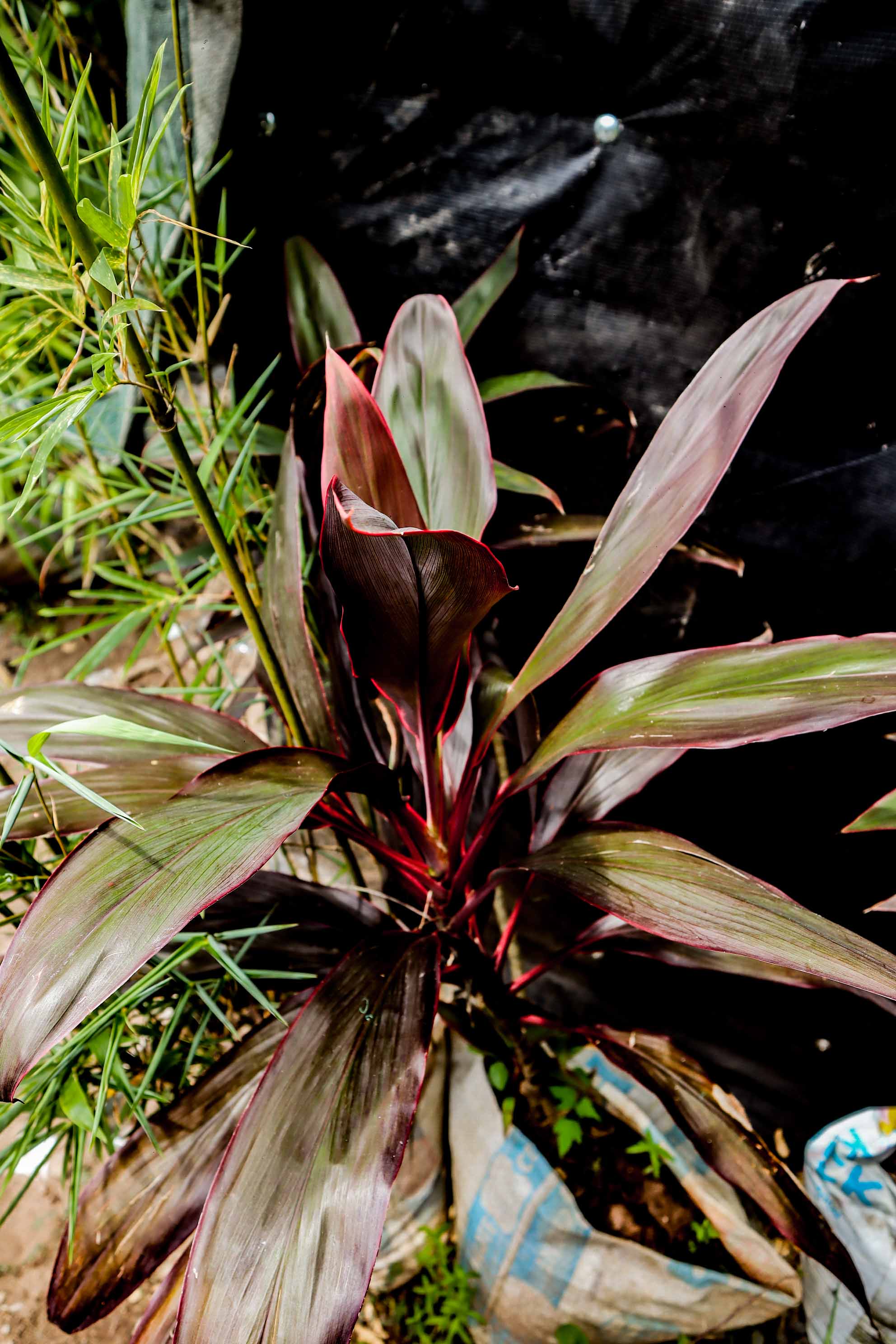 Red Cordyline Ti Plant – Live Tropical Ornamental Plant