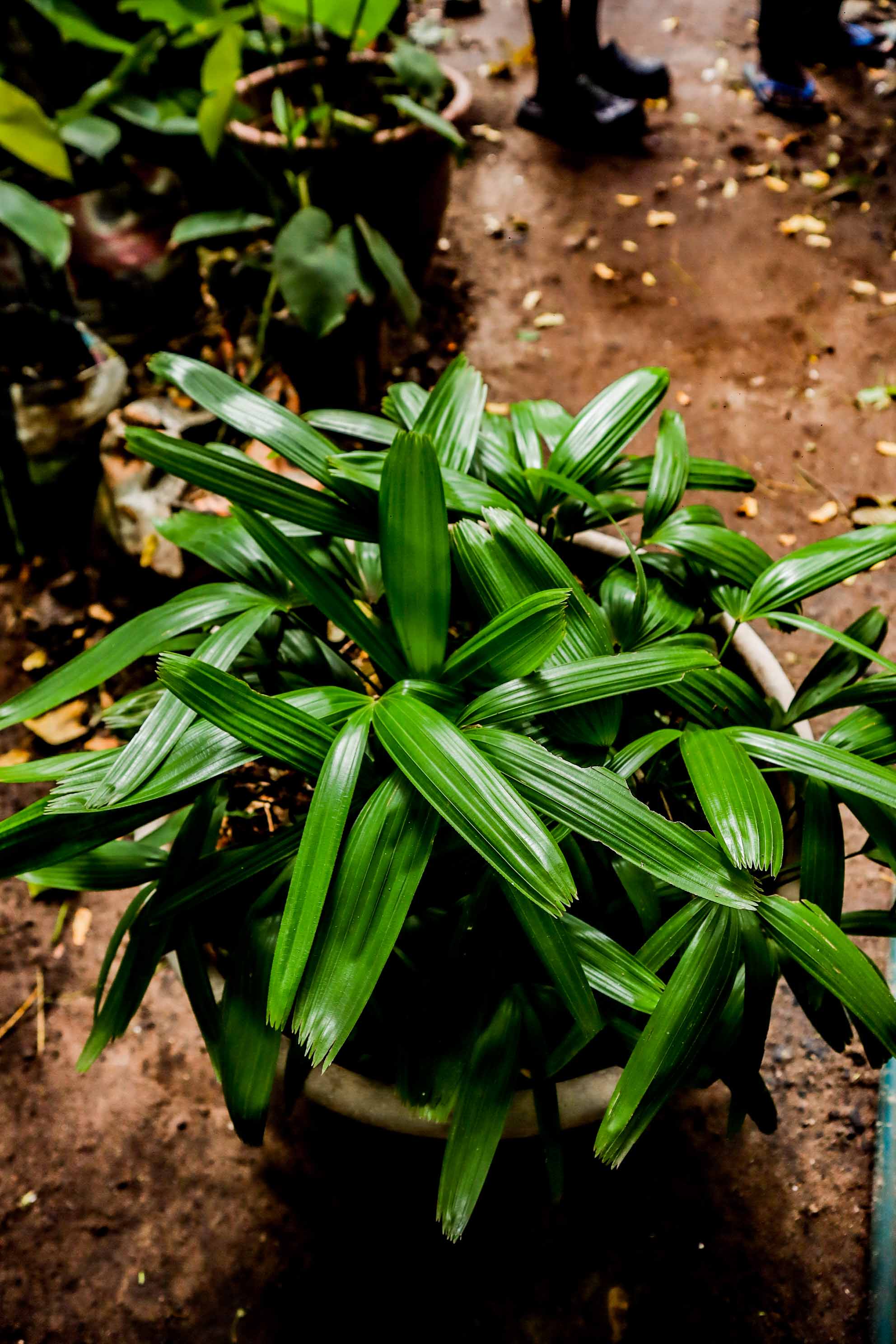 Live Lady Palm Plant
