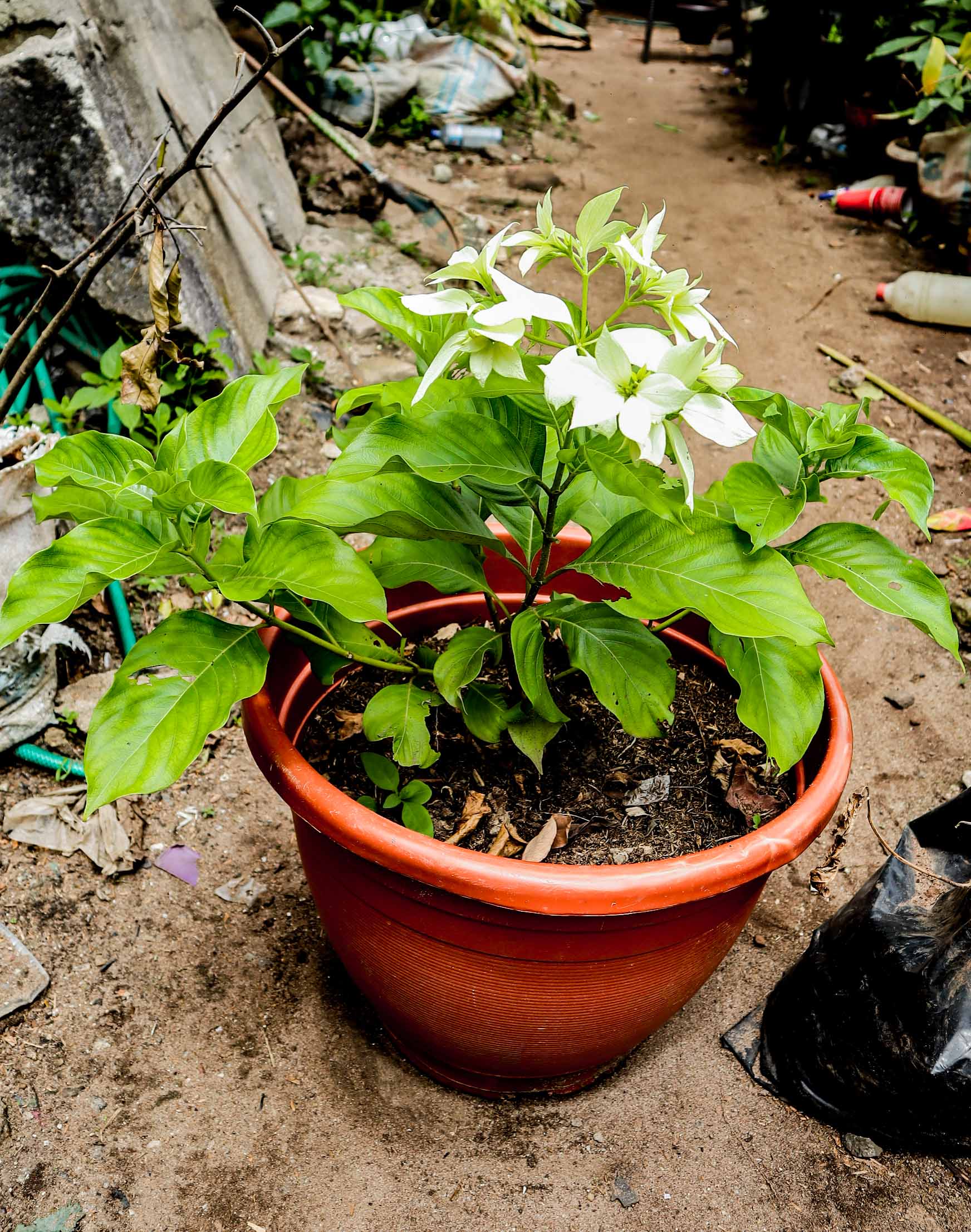 White Mussaenda Flowering Plant – Live Ornamental Shrub