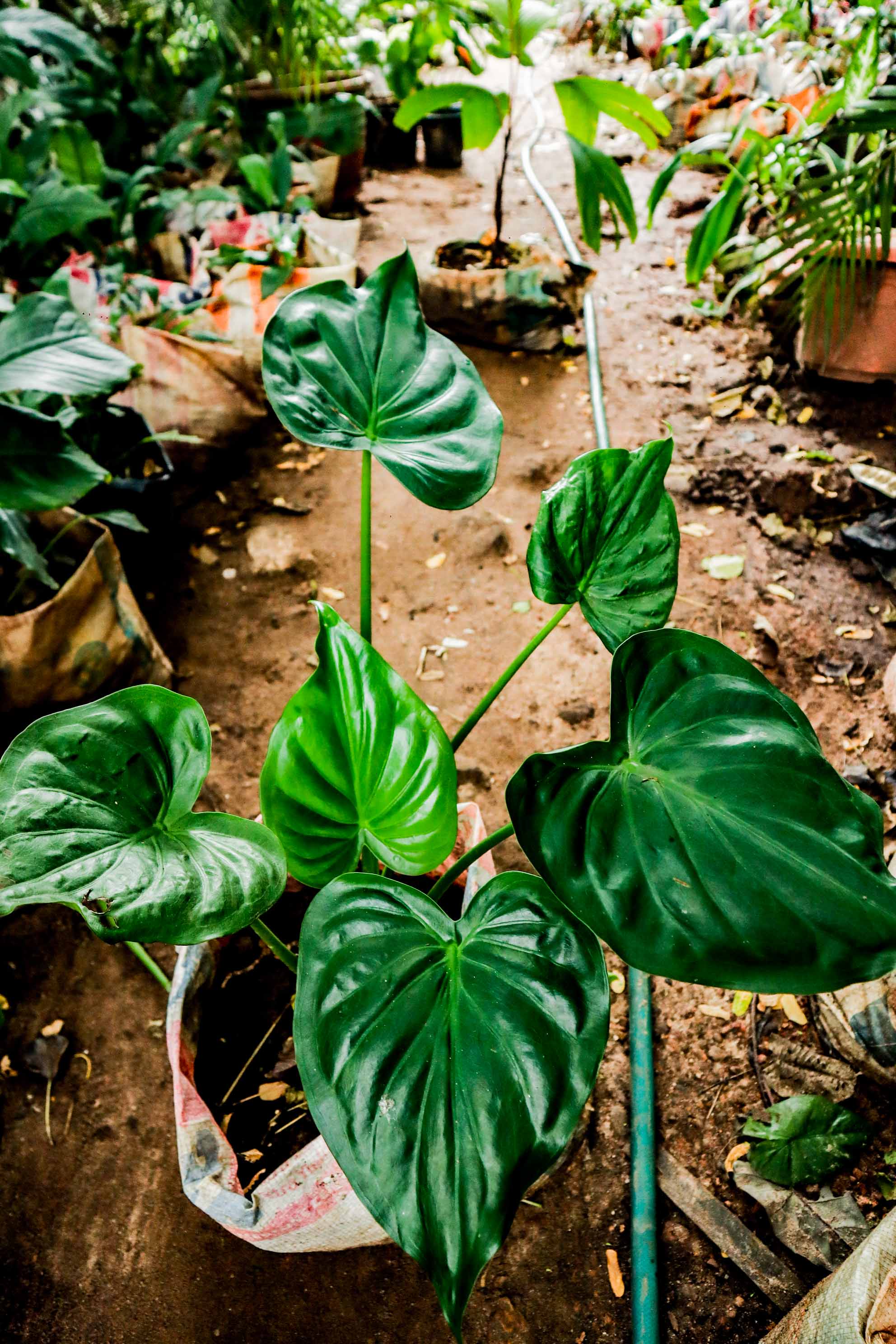 Live Homalomena Heart Leaf Plant