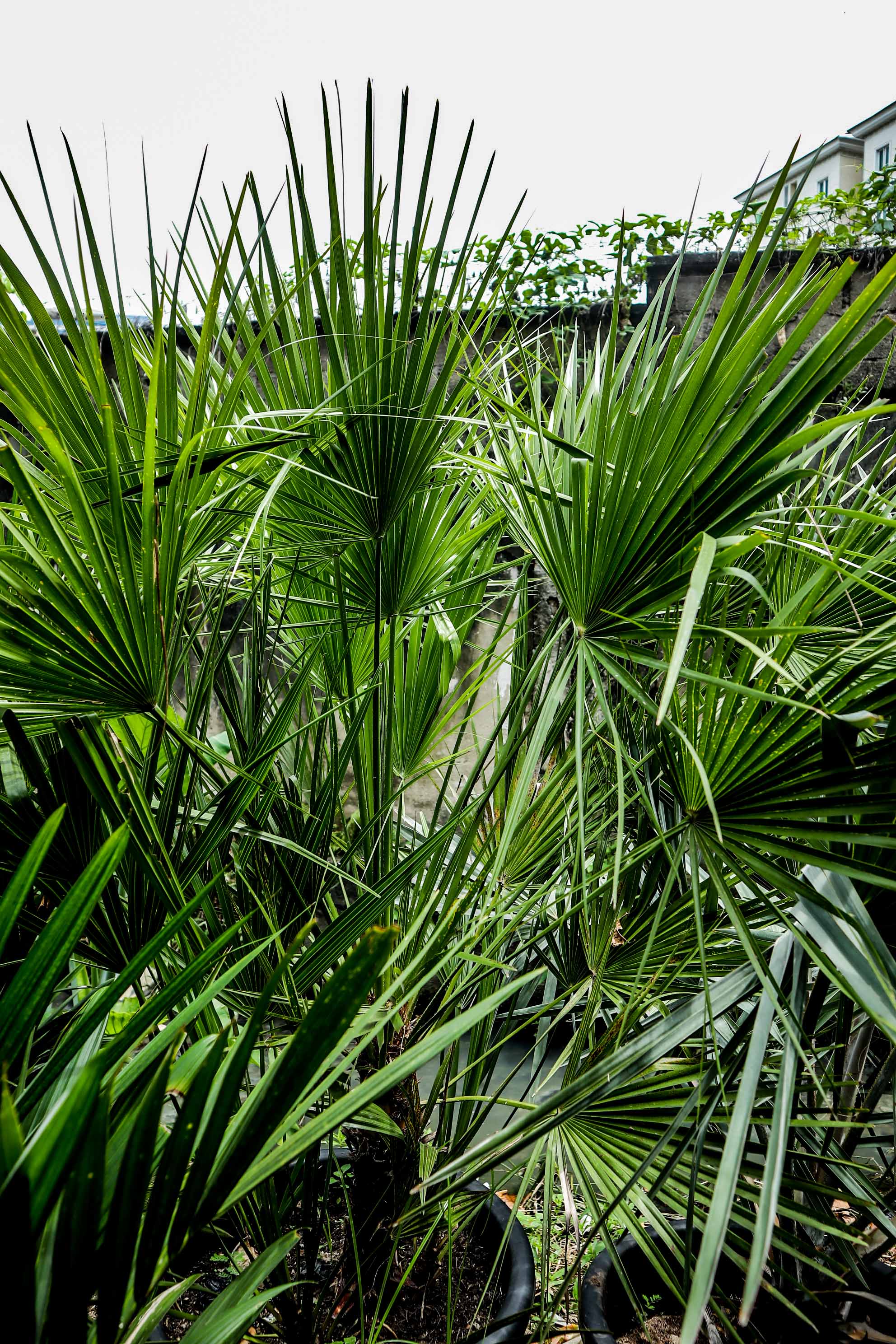 Chinese Fan Palm – Live Outdoor Palm Plant