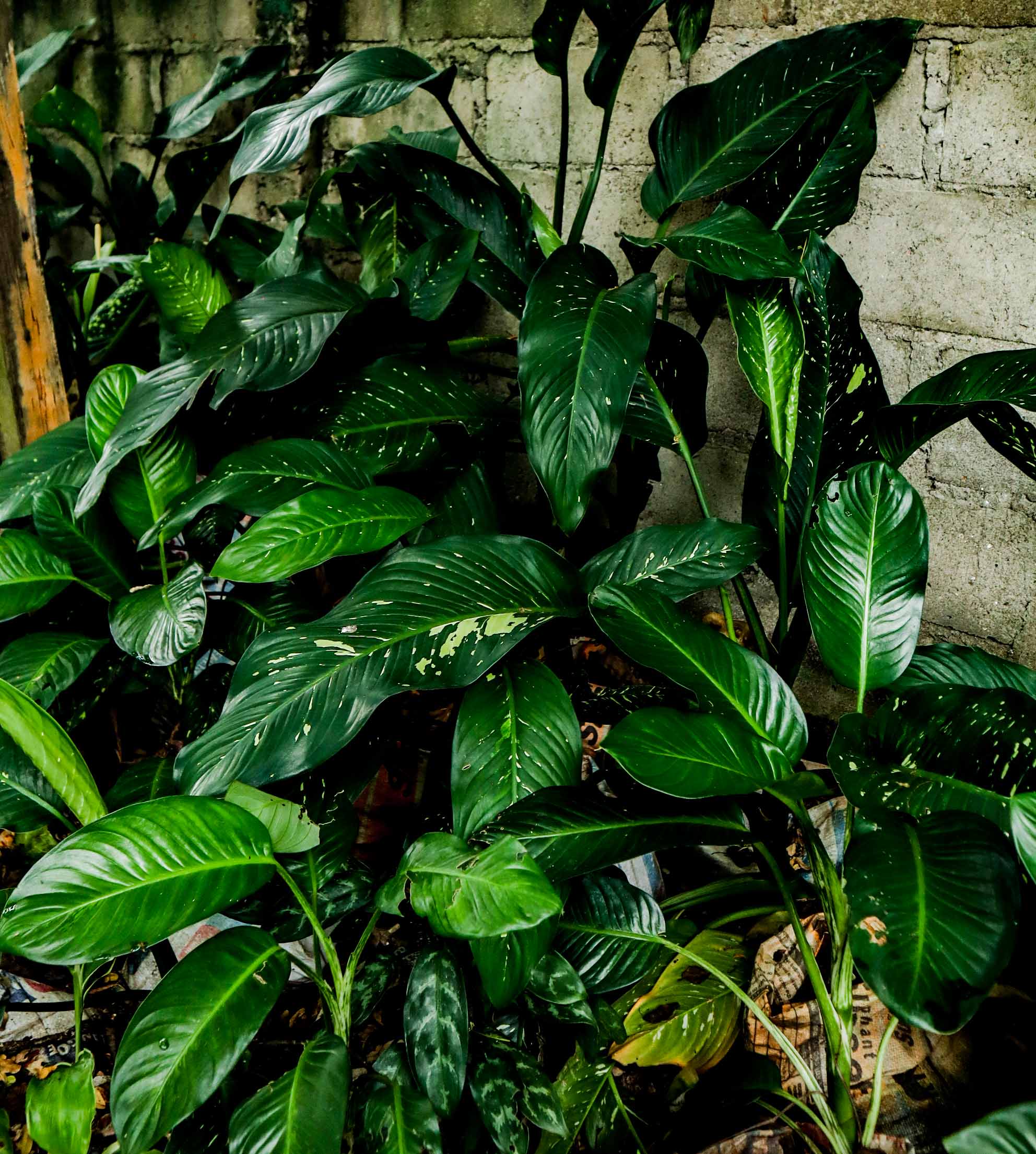 Live Variegated Peace Lily Plant