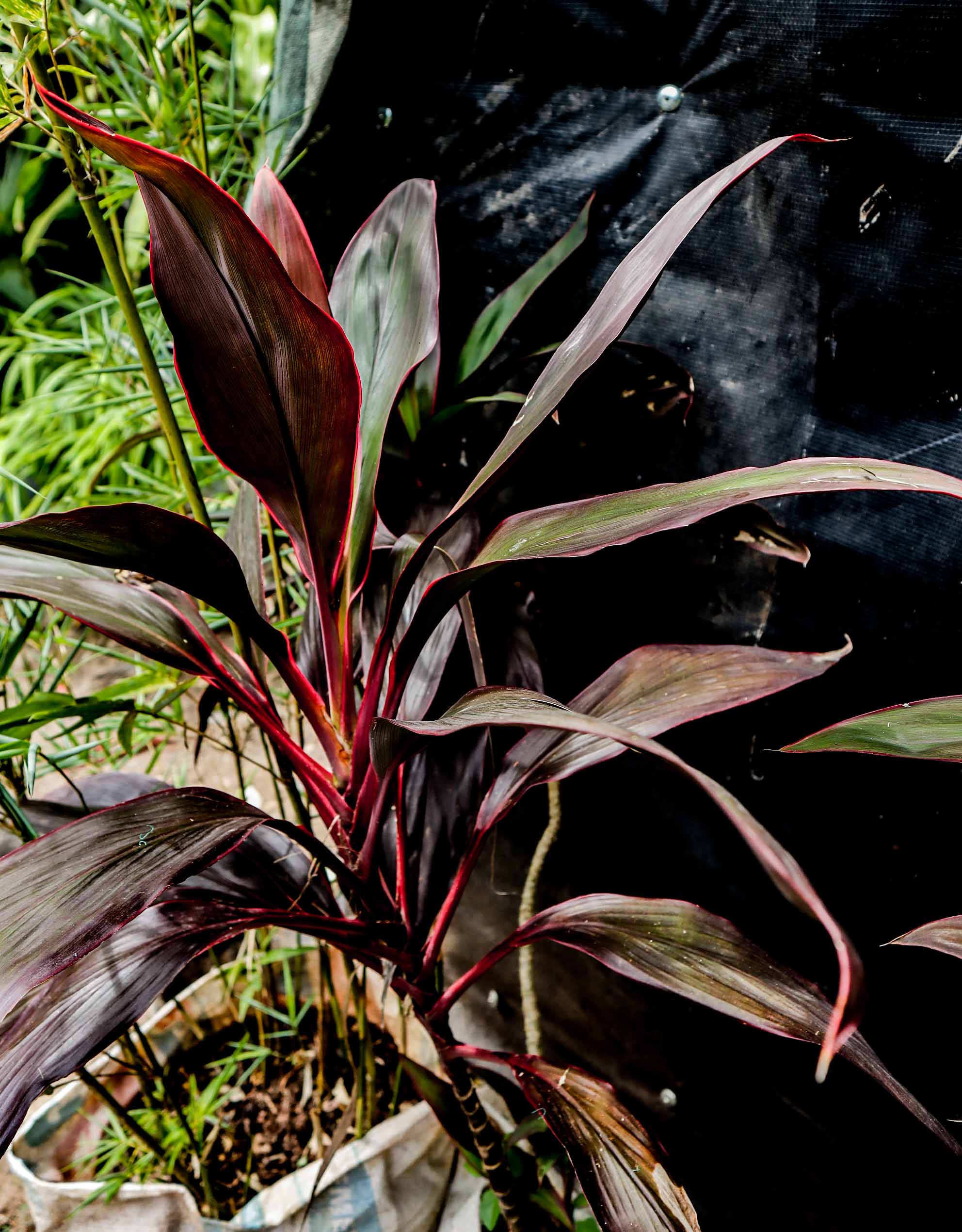 Red Cordyline Ti Plant – Live Tropical Ornamental Plant