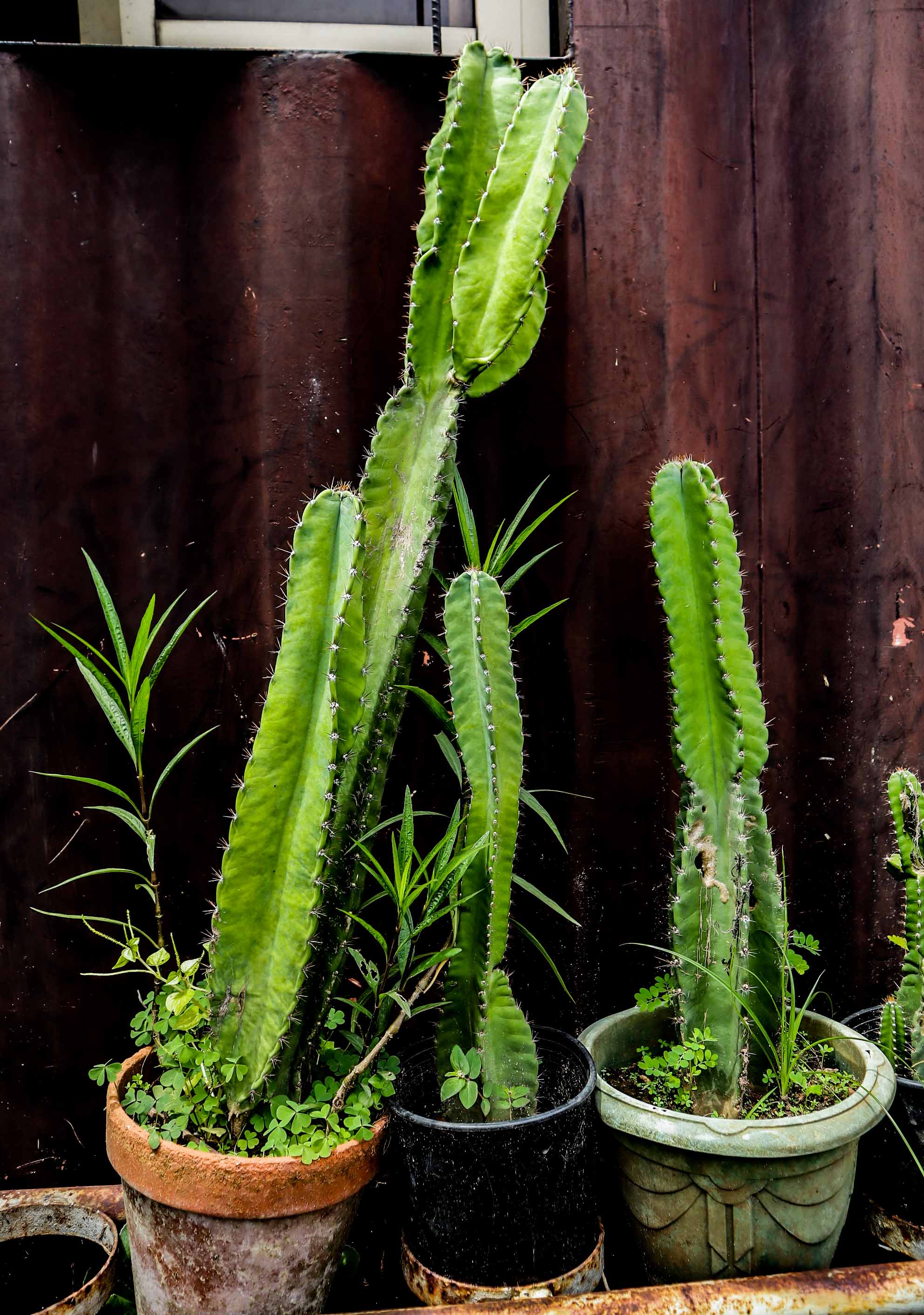 Peruvian Apple Cactus – Live Columnar Cactus Plant
