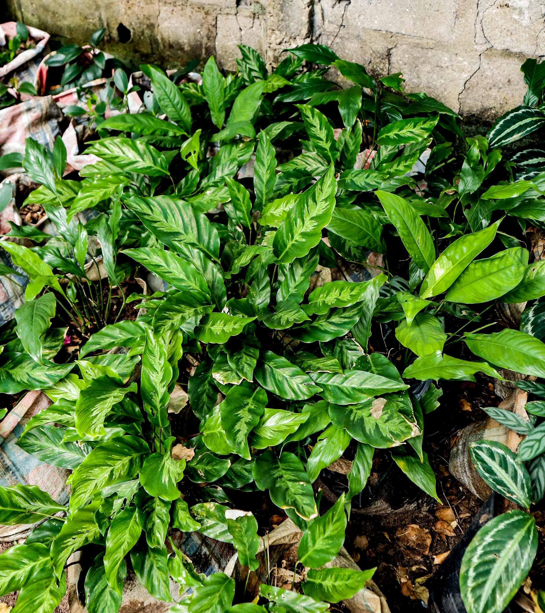 Live Calathea Maui Queen Plant