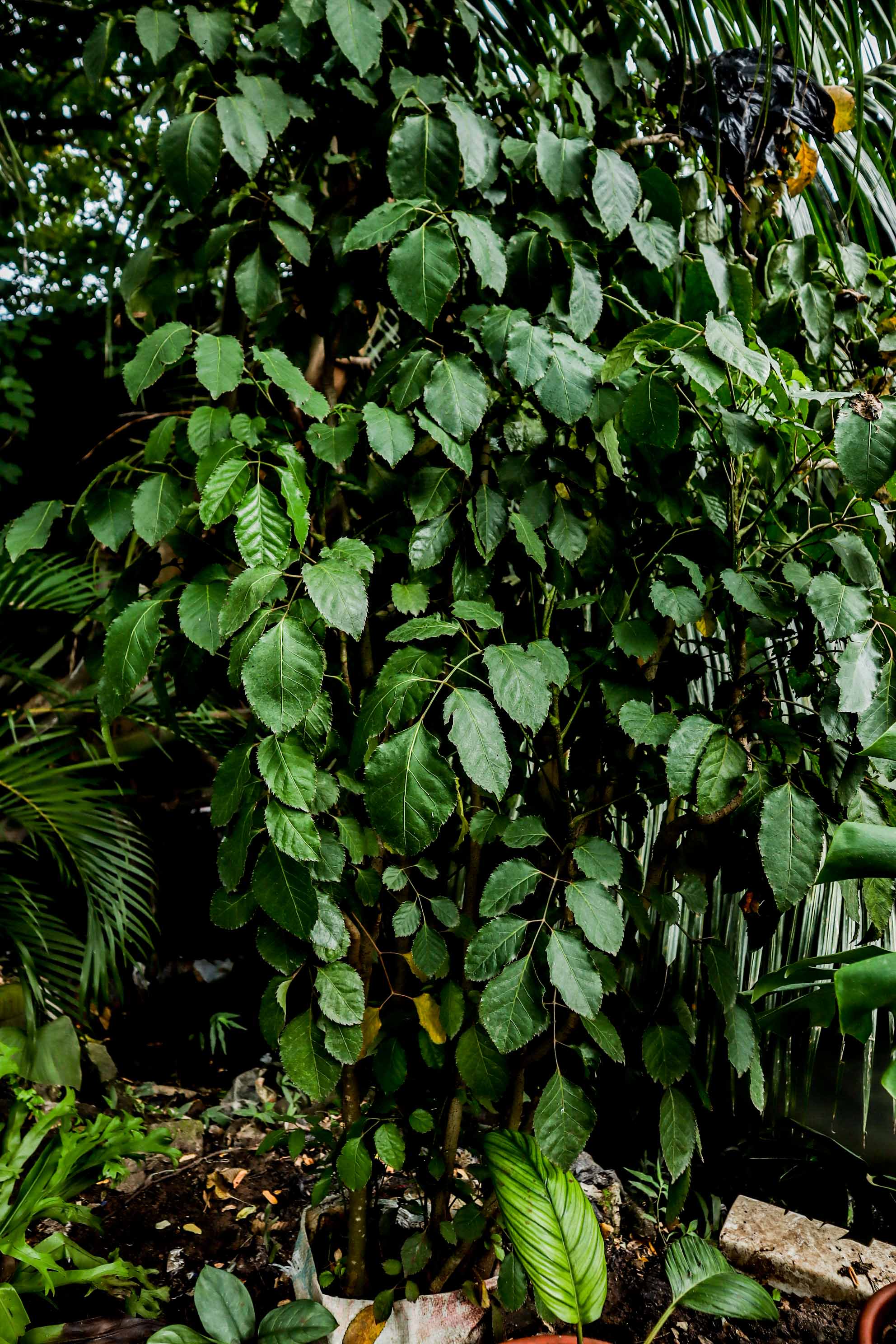 Live Hibiscus Plant – Tropical Flowering Garden Shrub