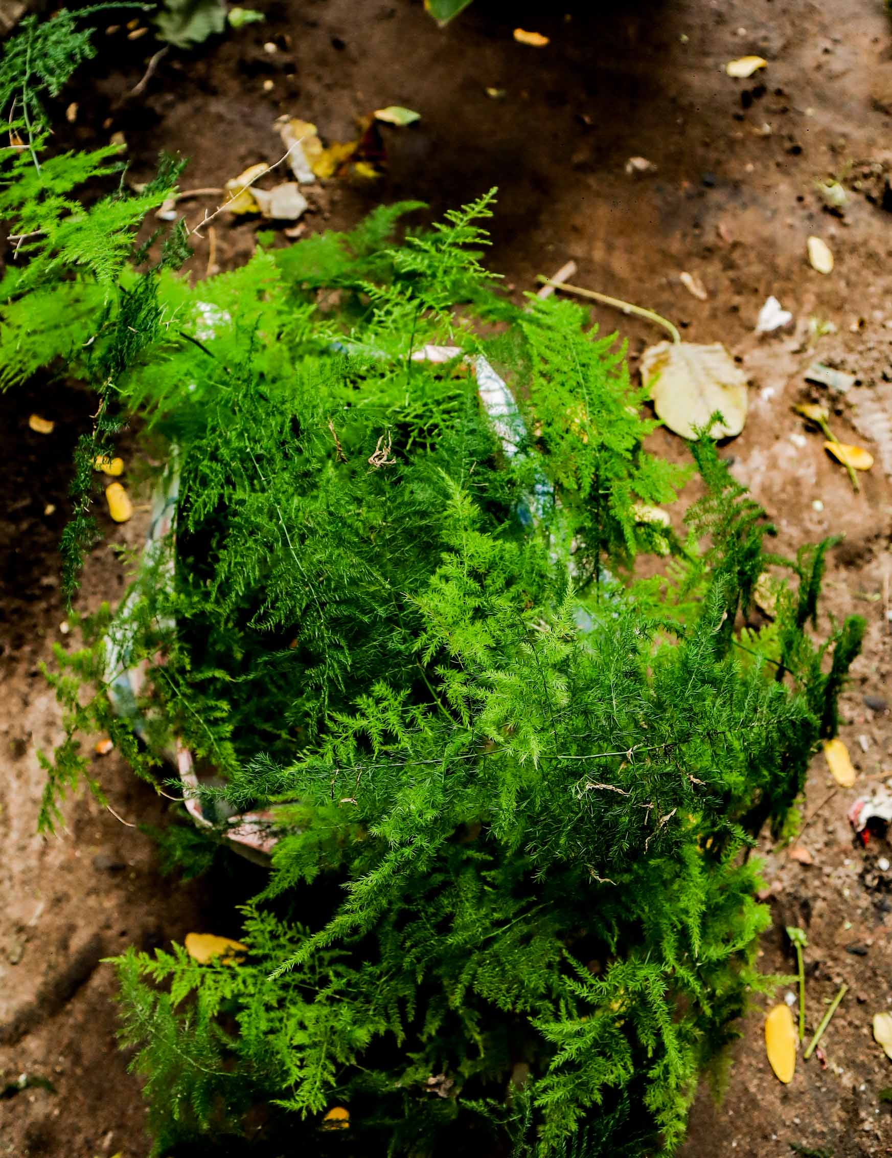 Live Asparagus Fern / Lace Fern Plant