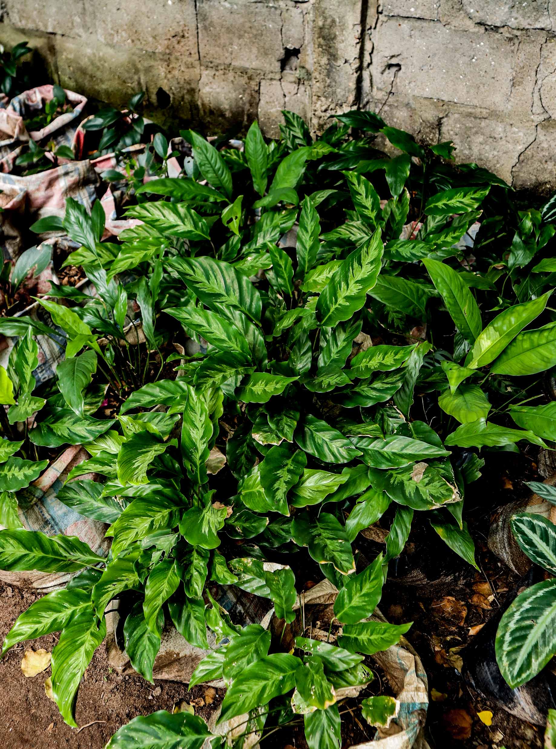 Live Calathea Maui Queen Plant