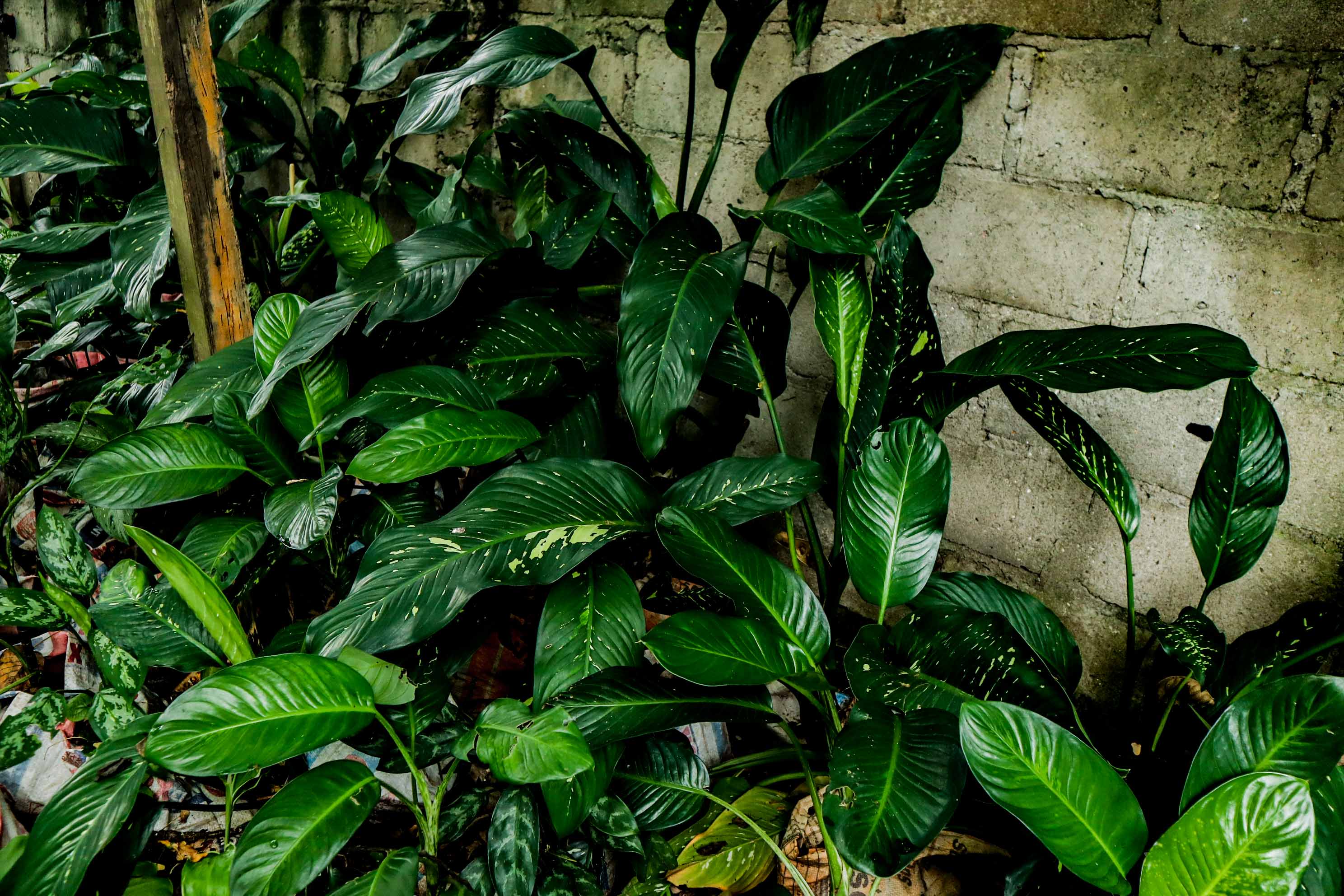Live Variegated Peace Lily Plant