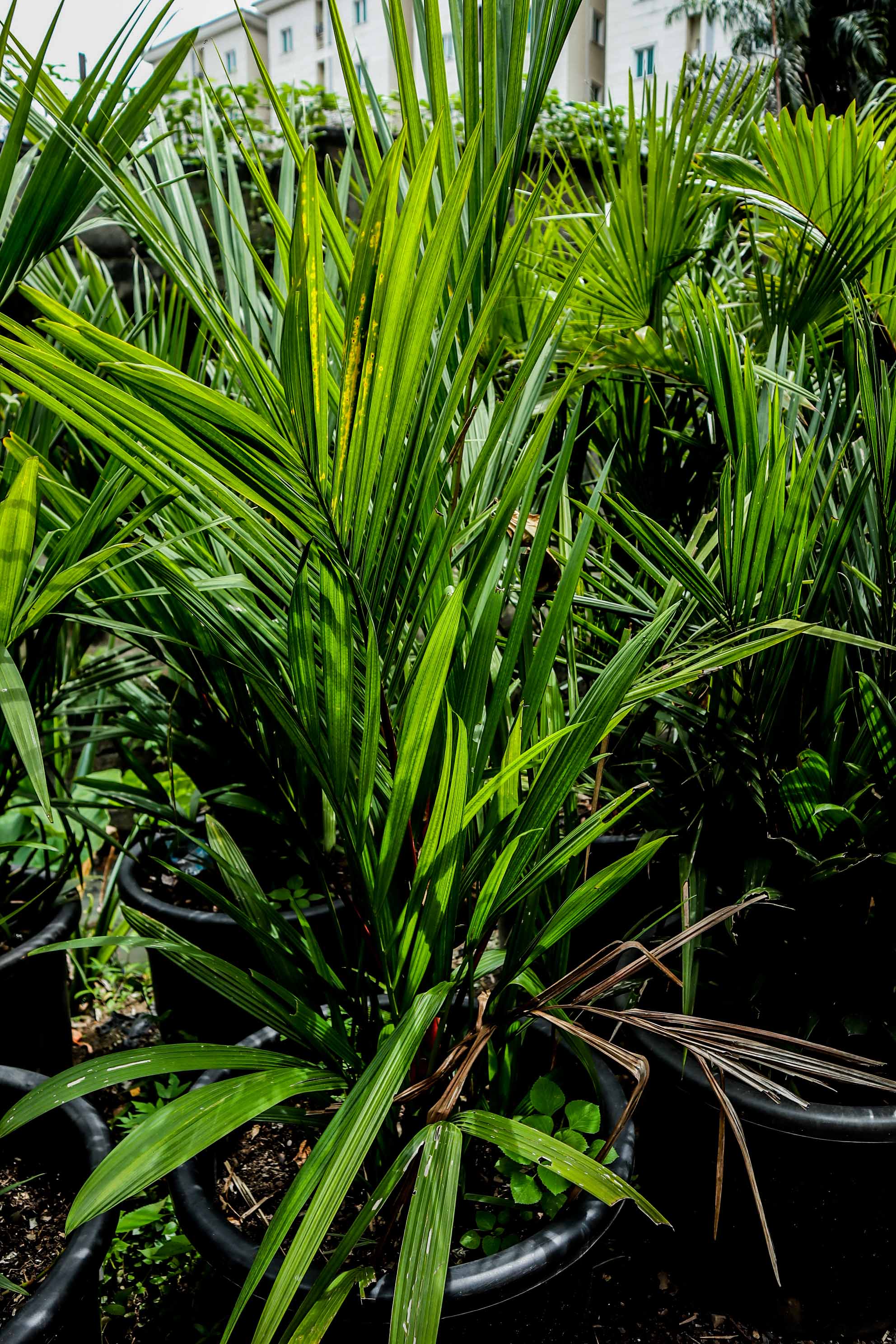 Lipstick Palm – Red Sealing Wax Palm