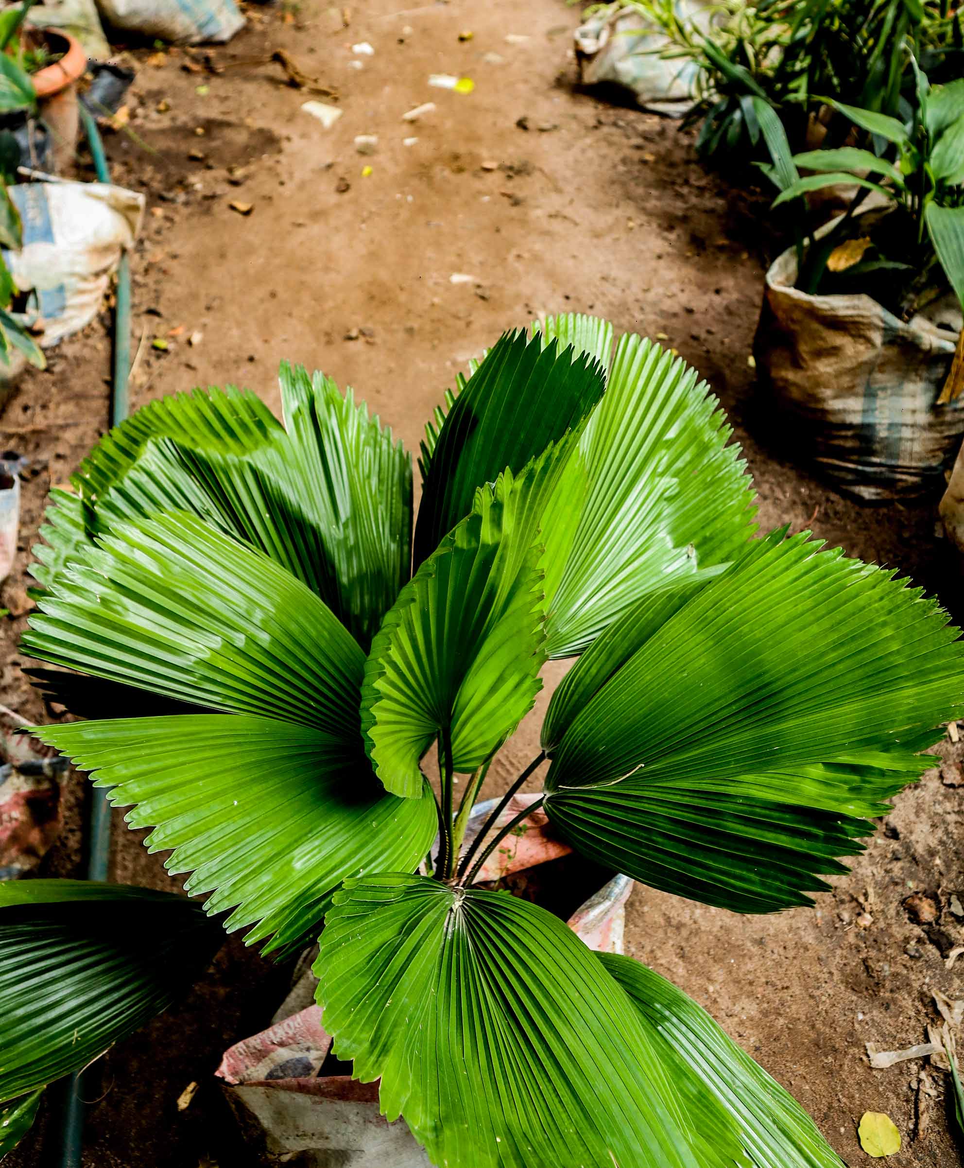 Live Ruffled Fan Palm Plant