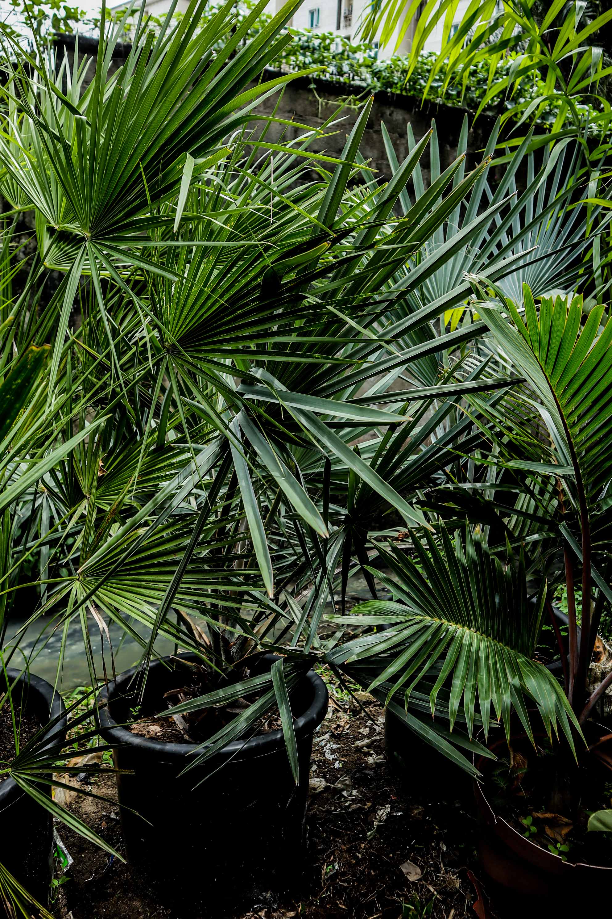 Chinese Fan Palm – Live Outdoor Palm Plant
