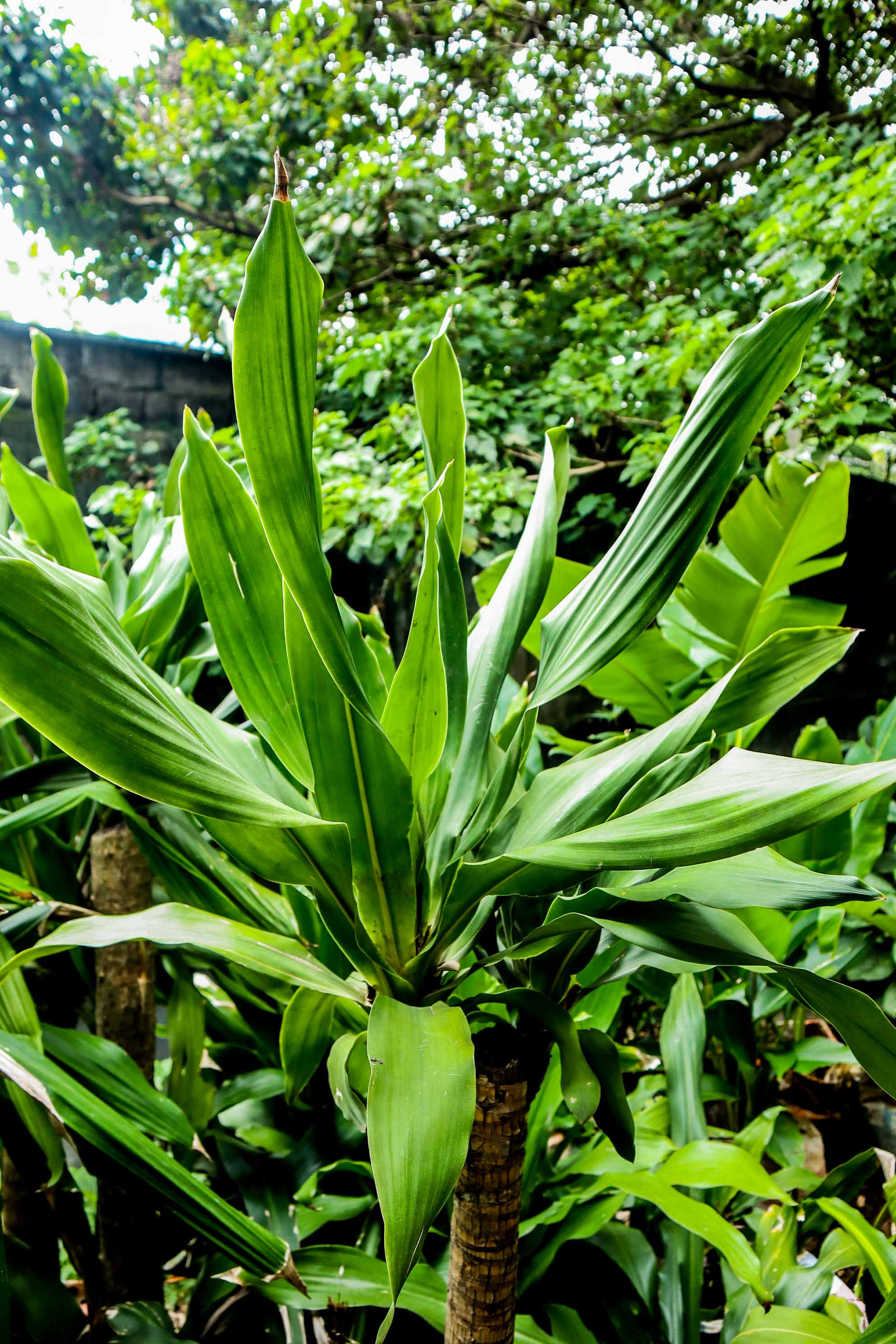 Live Green Dracaena Cane Plant