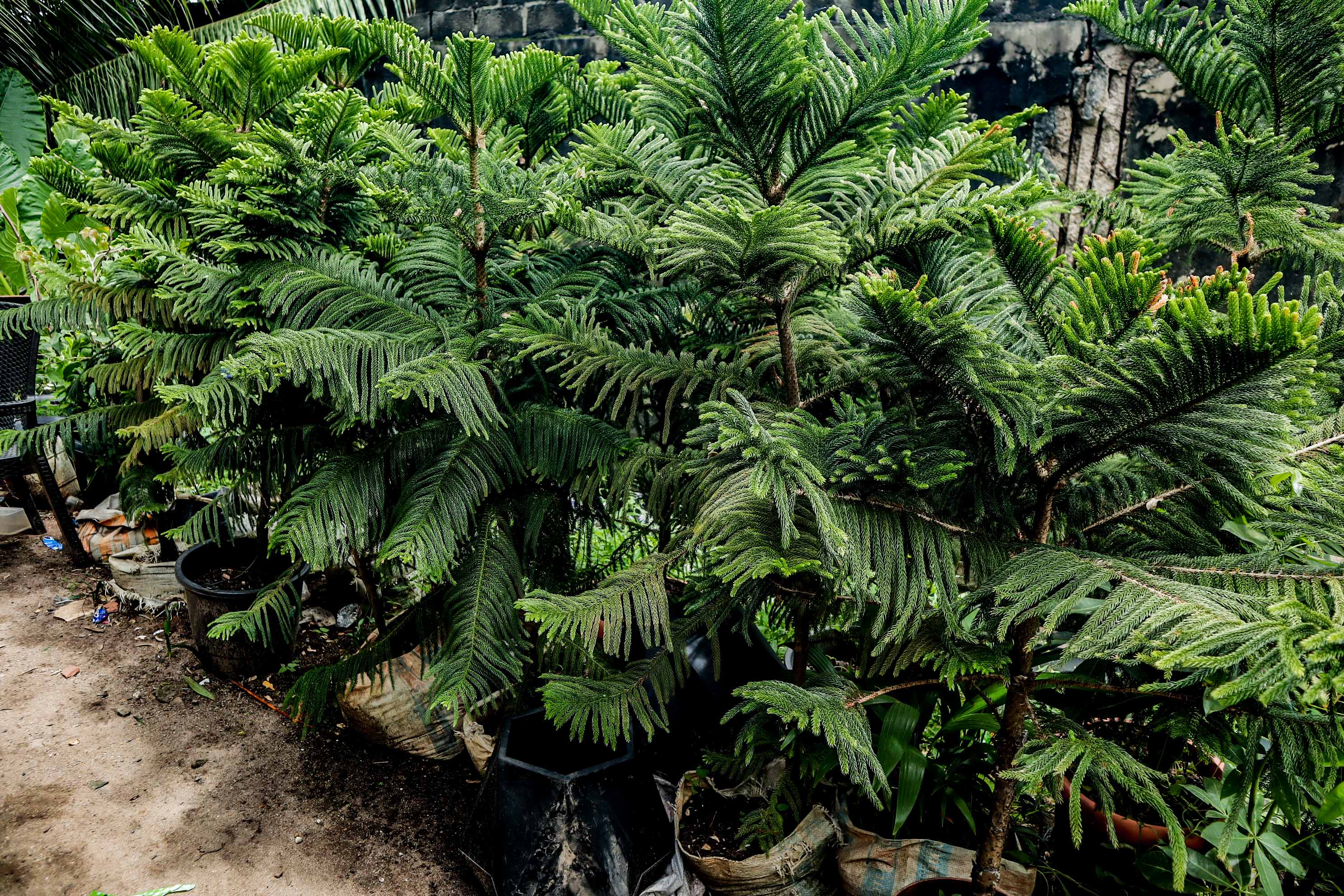 Norfolk Island Pine – Live Araucaria Ornamental Plant