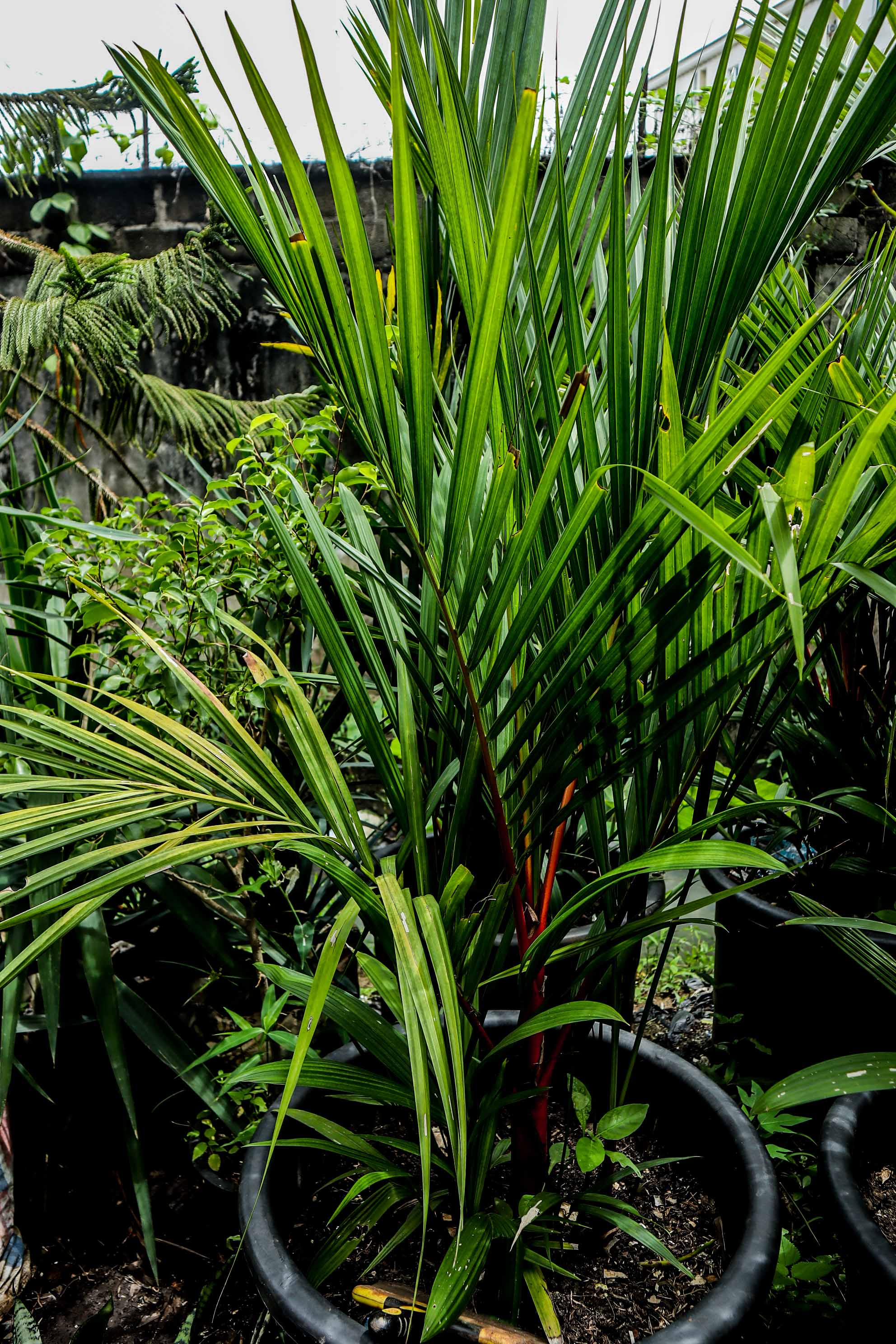Lipstick Palm – Red Sealing Wax Palm