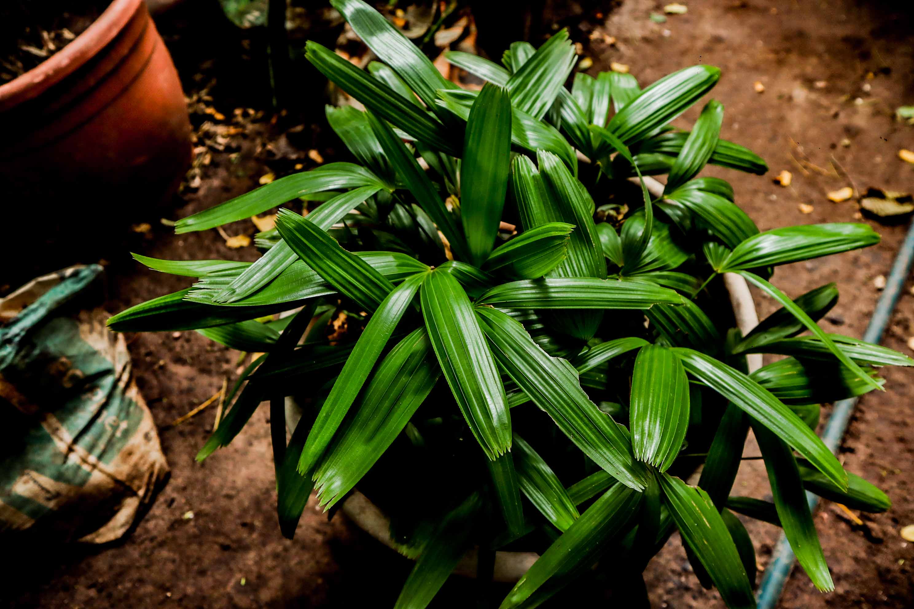 Live Lady Palm Plant