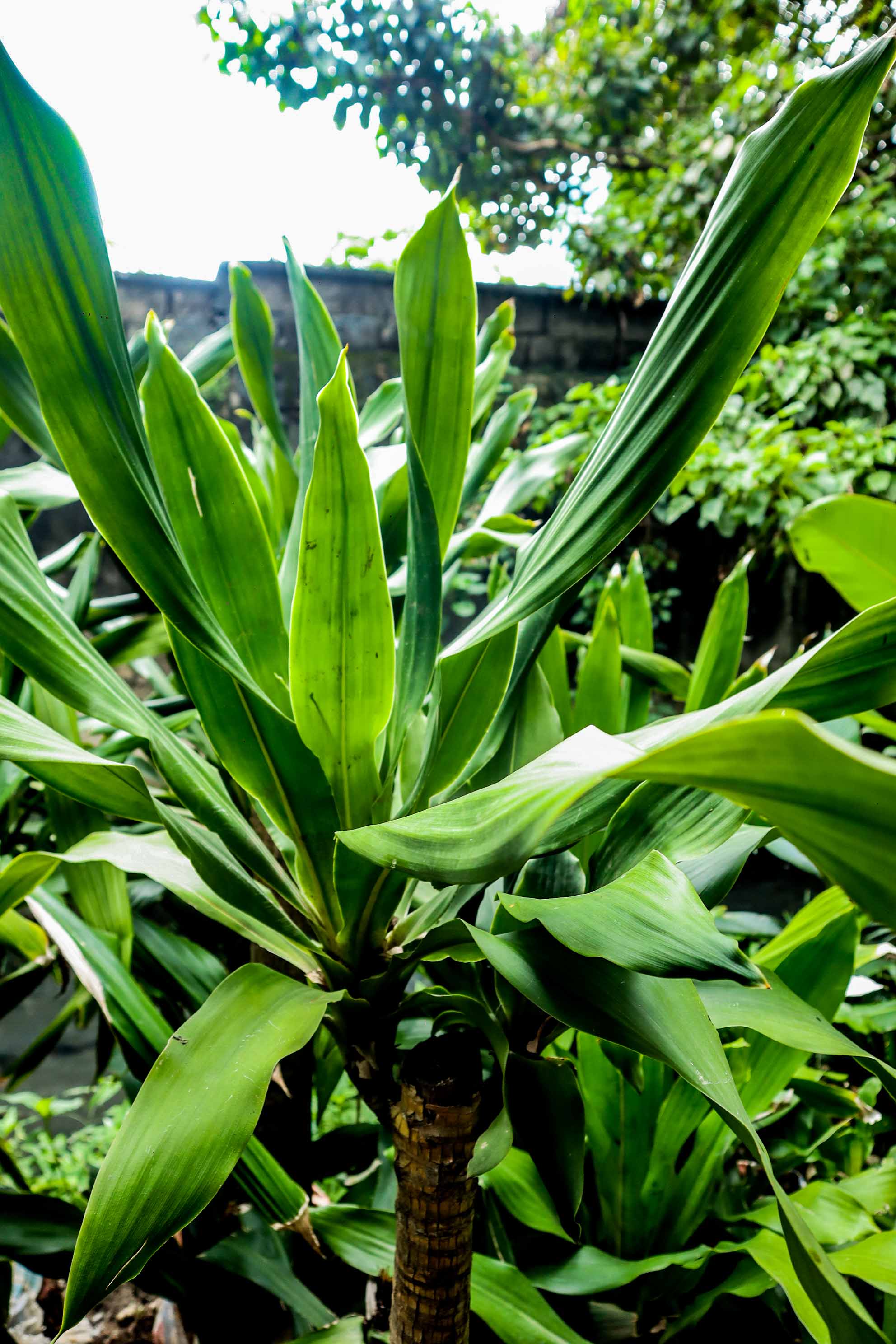 Live Green Dracaena Cane Plant