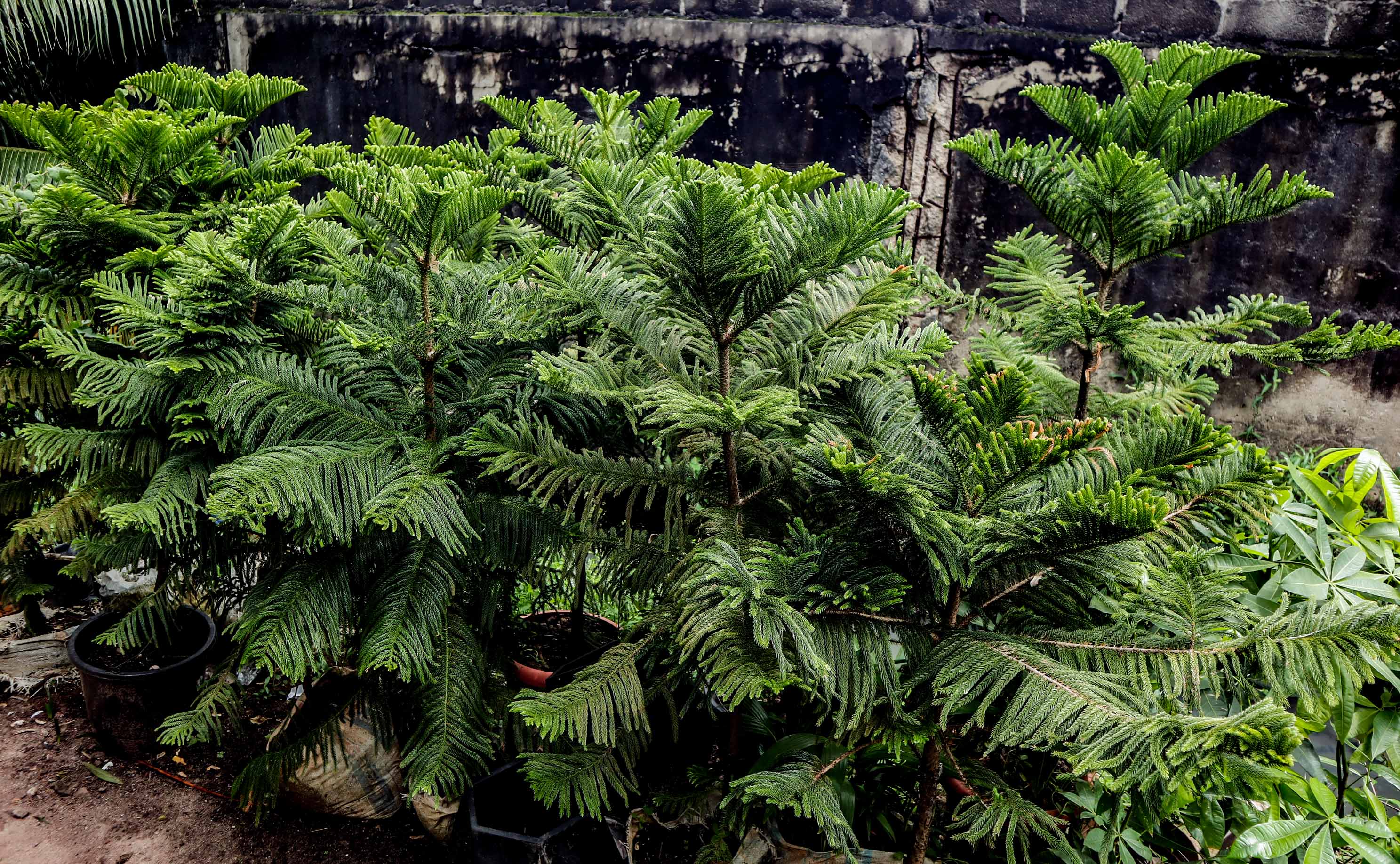 Norfolk Island Pine – Live Araucaria Ornamental Plant