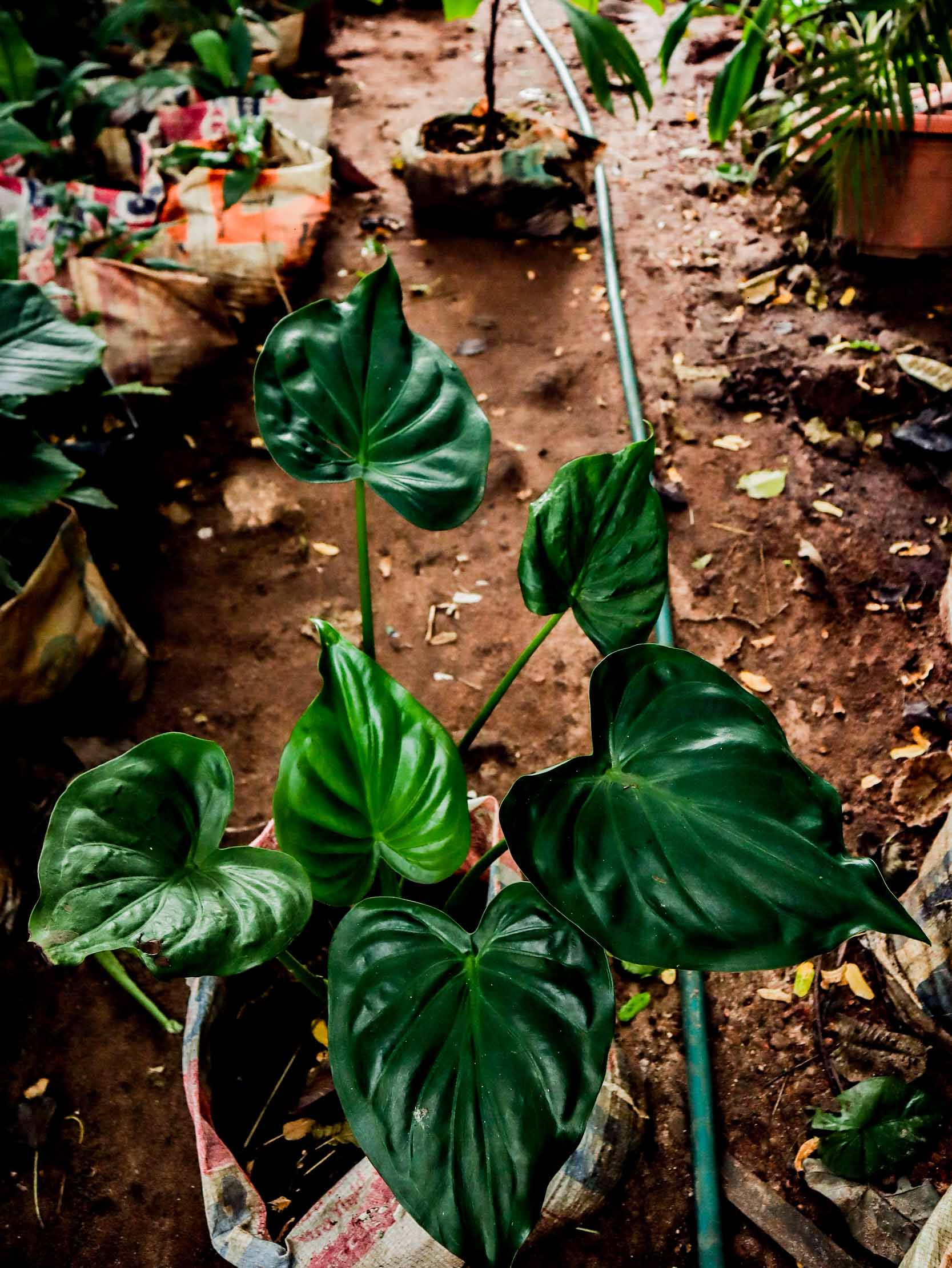 Live Homalomena Heart Leaf Plant
