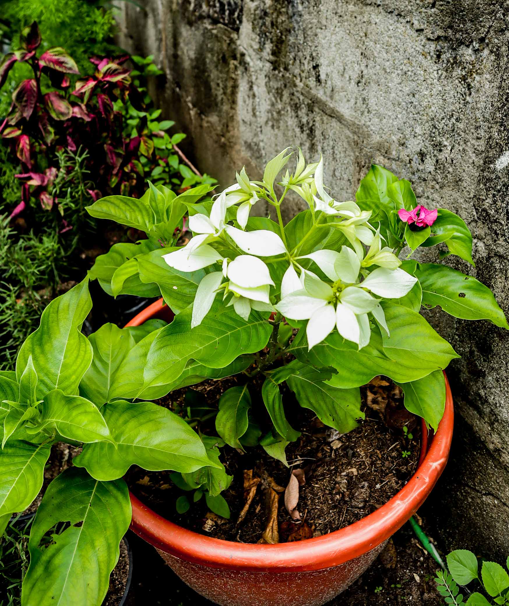 White Mussaenda Flowering Plant – Live Ornamental Shrub