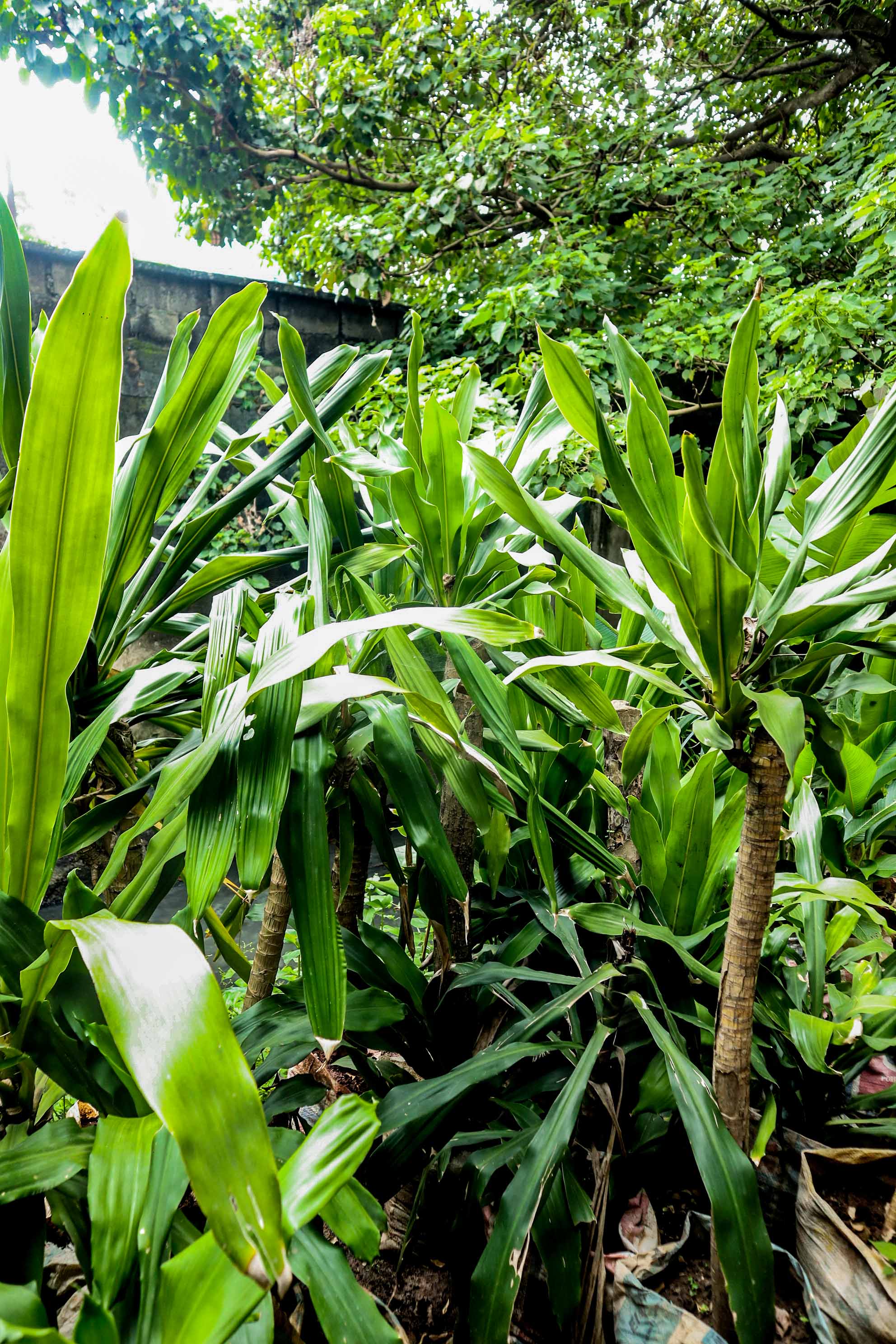 Live Green Dracaena Cane Plant