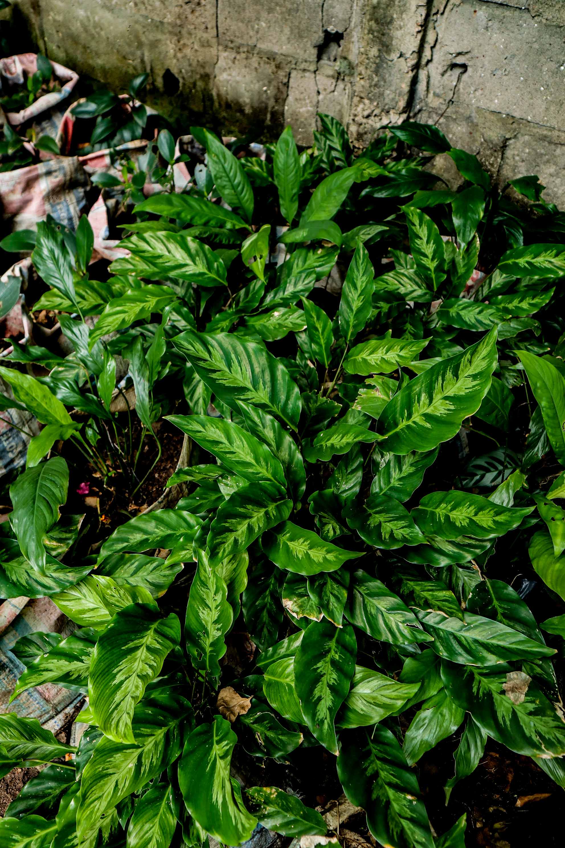Live Calathea Maui Queen Plant