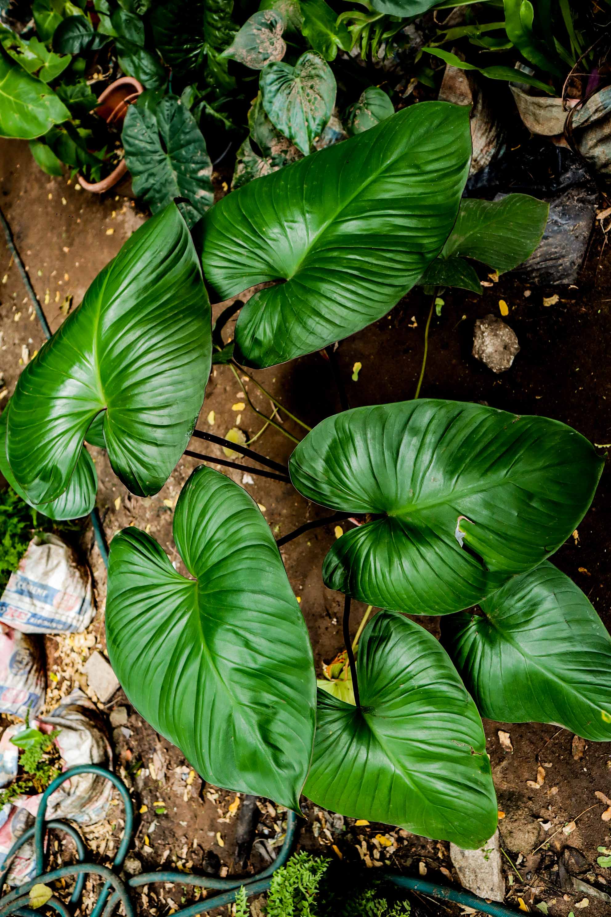 Live Homalomena Queen of Hearts Plant