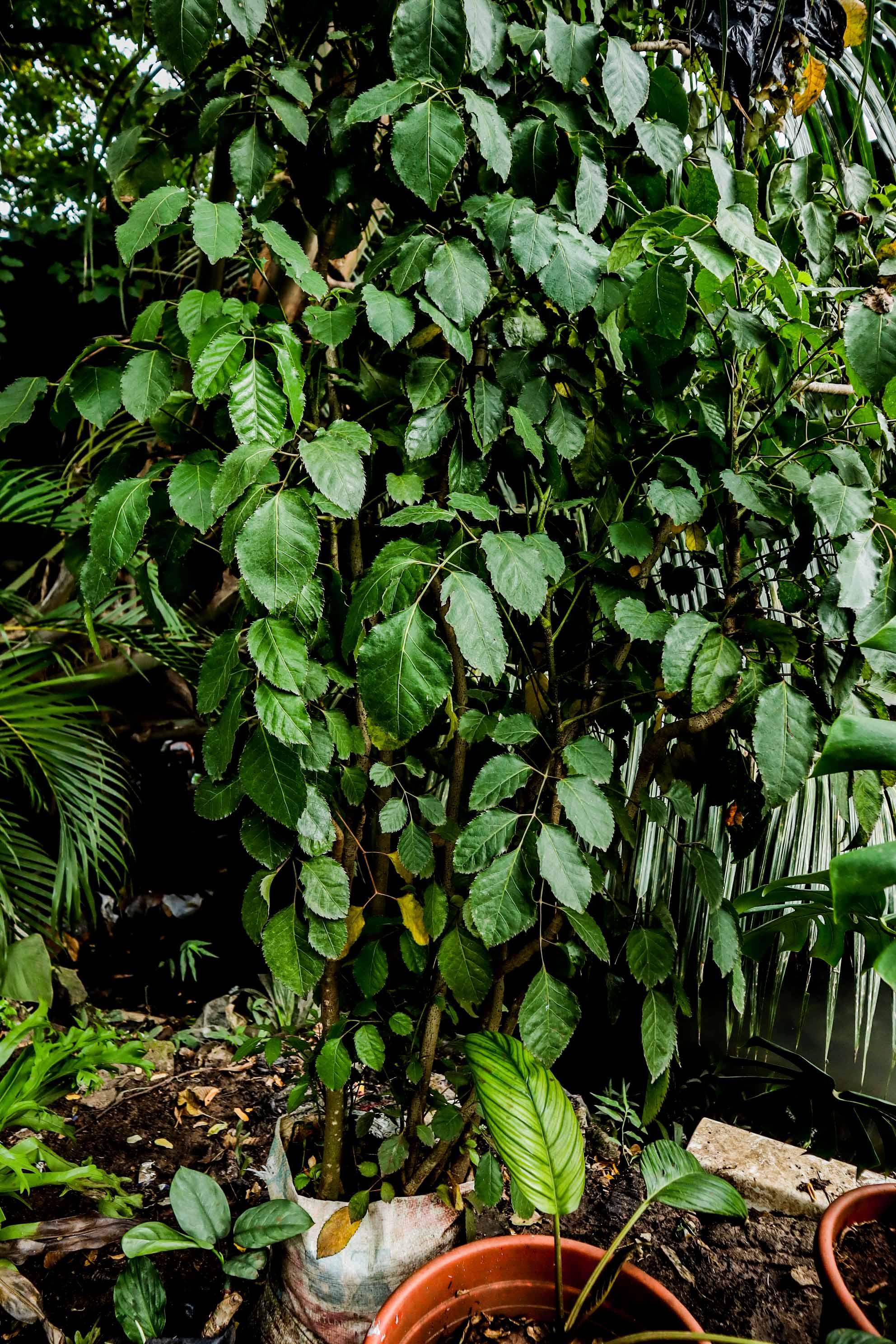 Live Hibiscus Plant – Tropical Flowering Garden Shrub