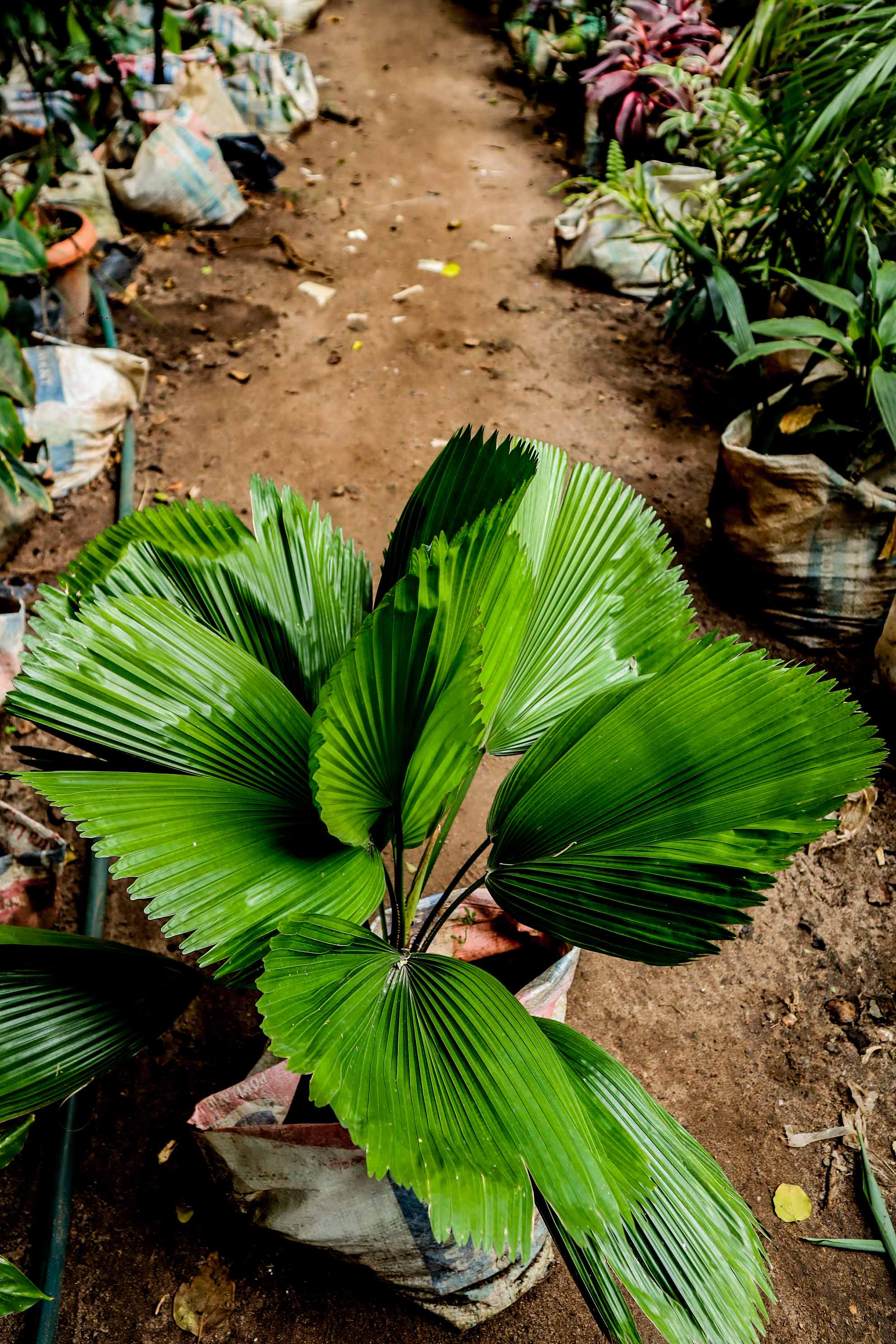 Live Ruffled Fan Palm Plant