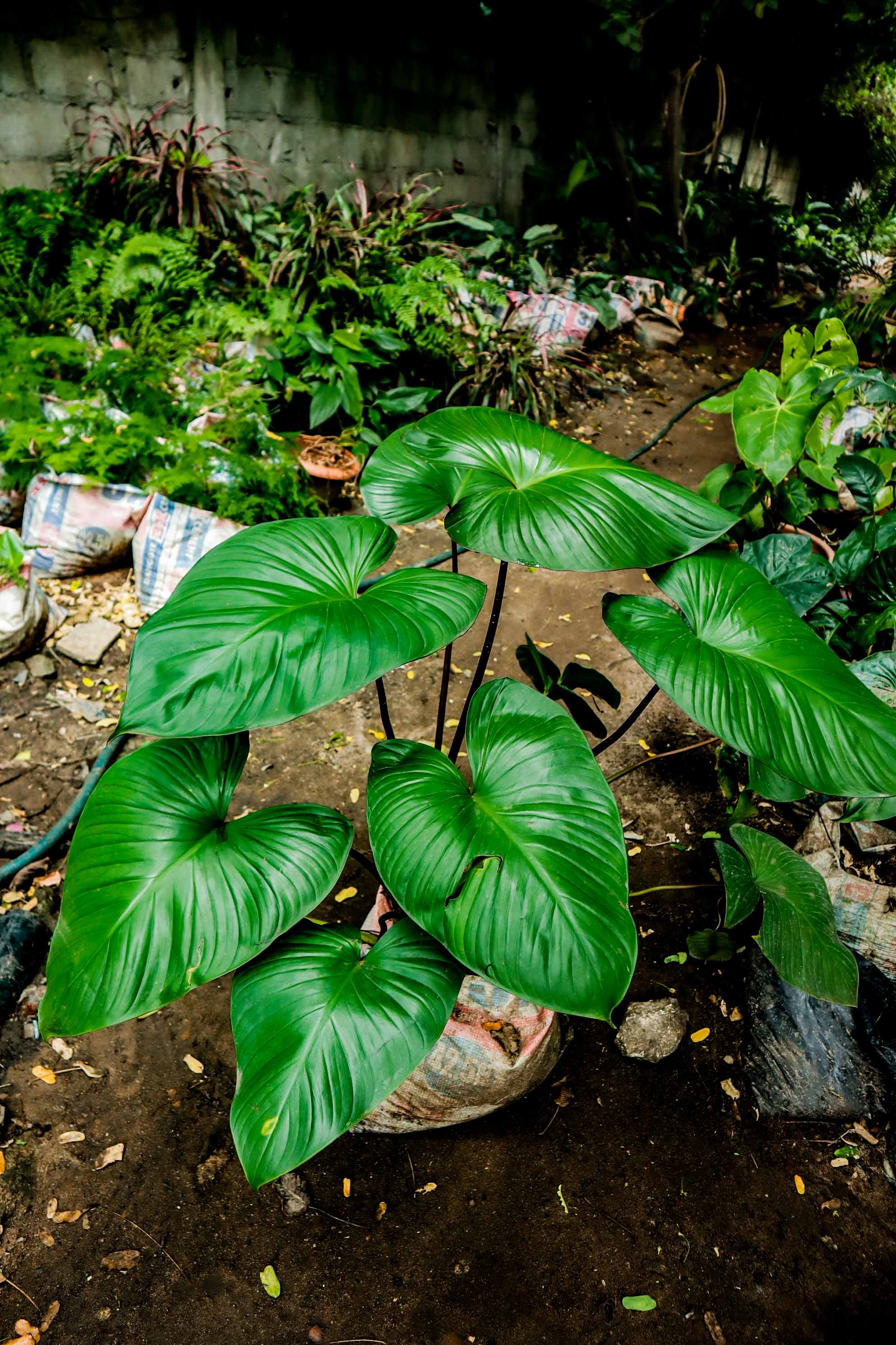 Live Homalomena Queen of Hearts Plant