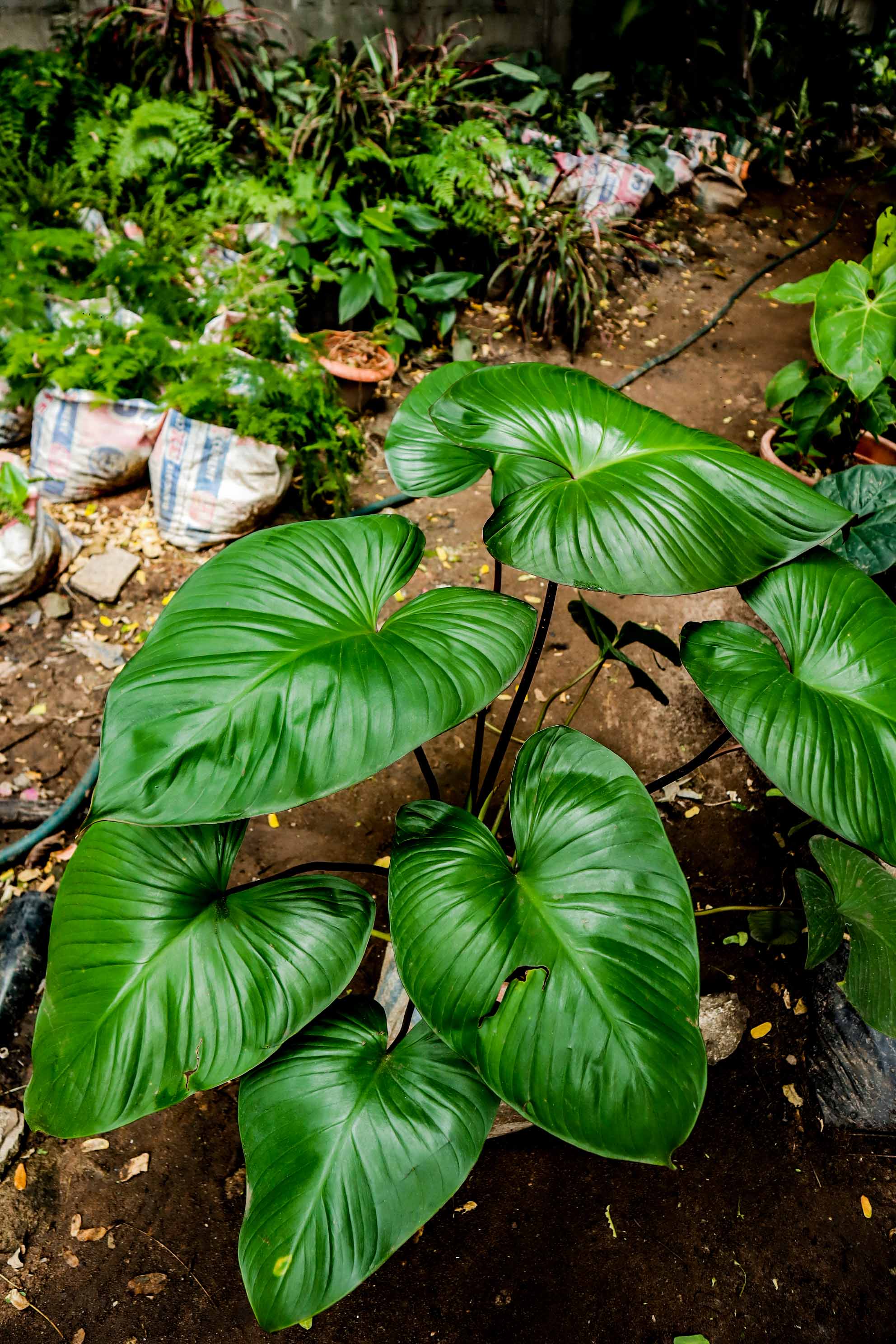 Live Homalomena Queen of Hearts Plant