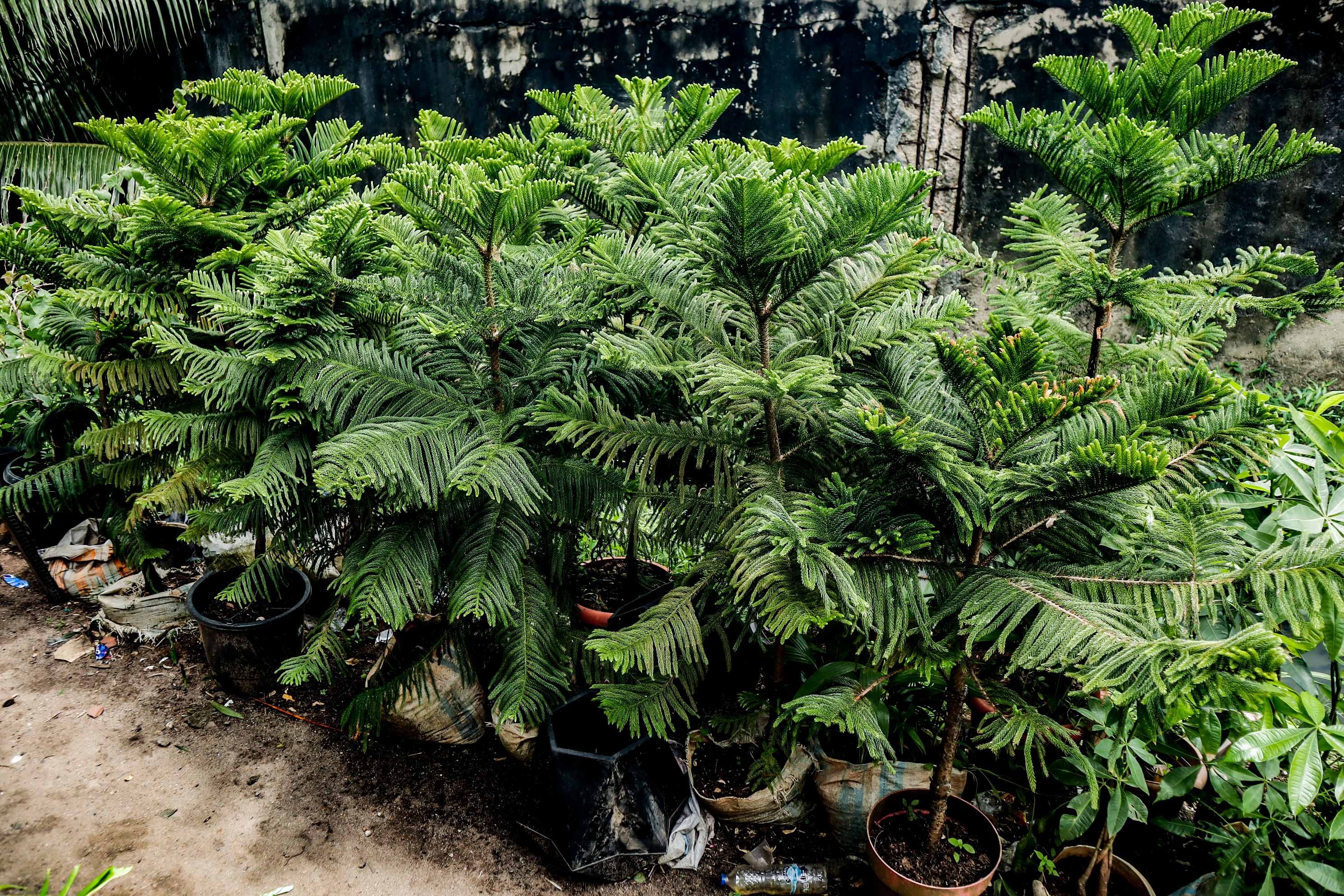 Norfolk Island Pine – Live Araucaria Ornamental Plant