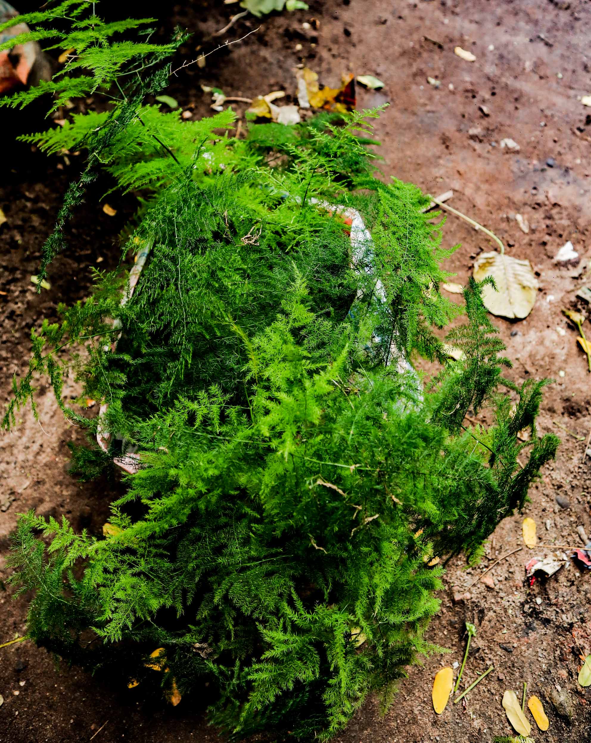 Live Asparagus Fern / Lace Fern Plant