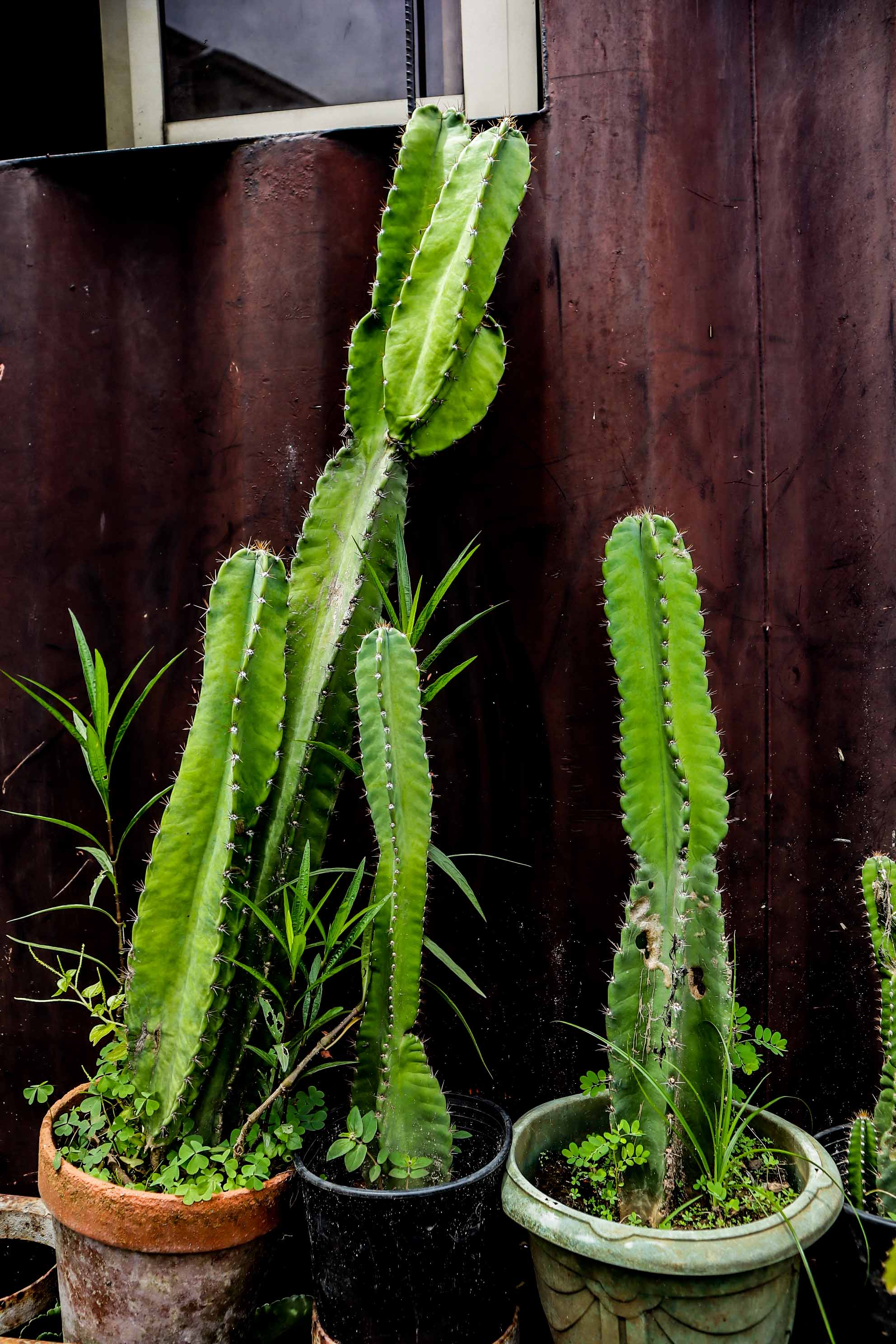 Peruvian Apple Cactus – Live Columnar Cactus Plant