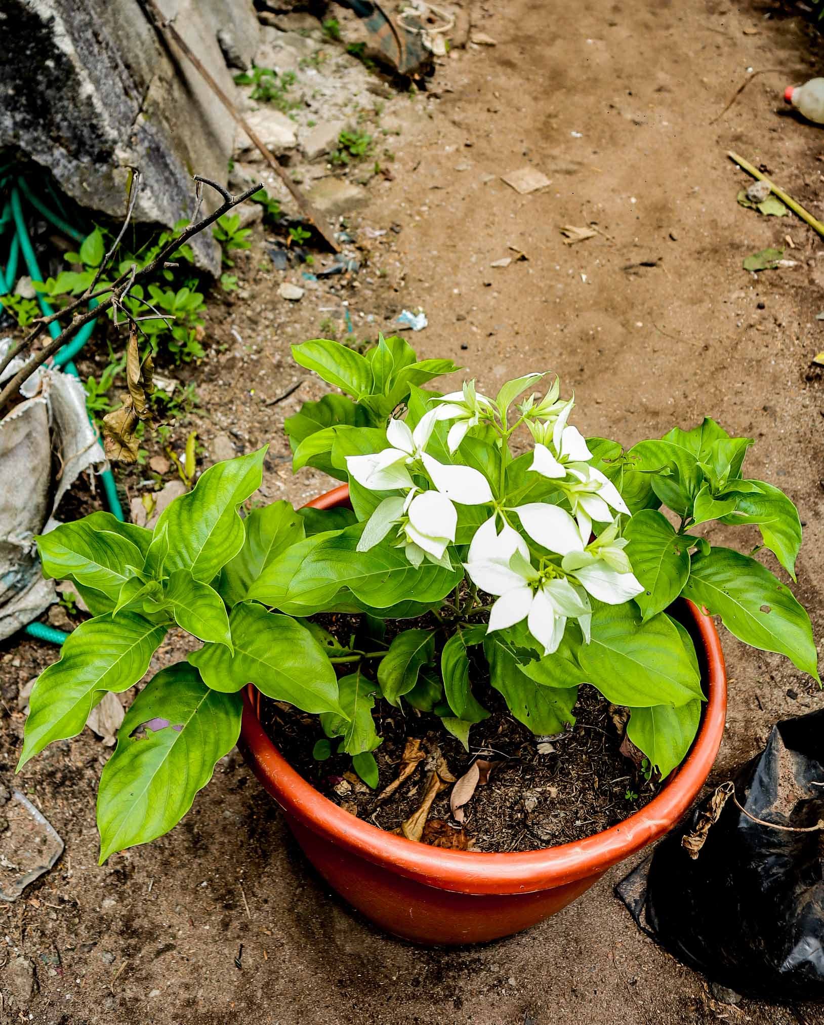 White Mussaenda Flowering Plant – Live Ornamental Shrub