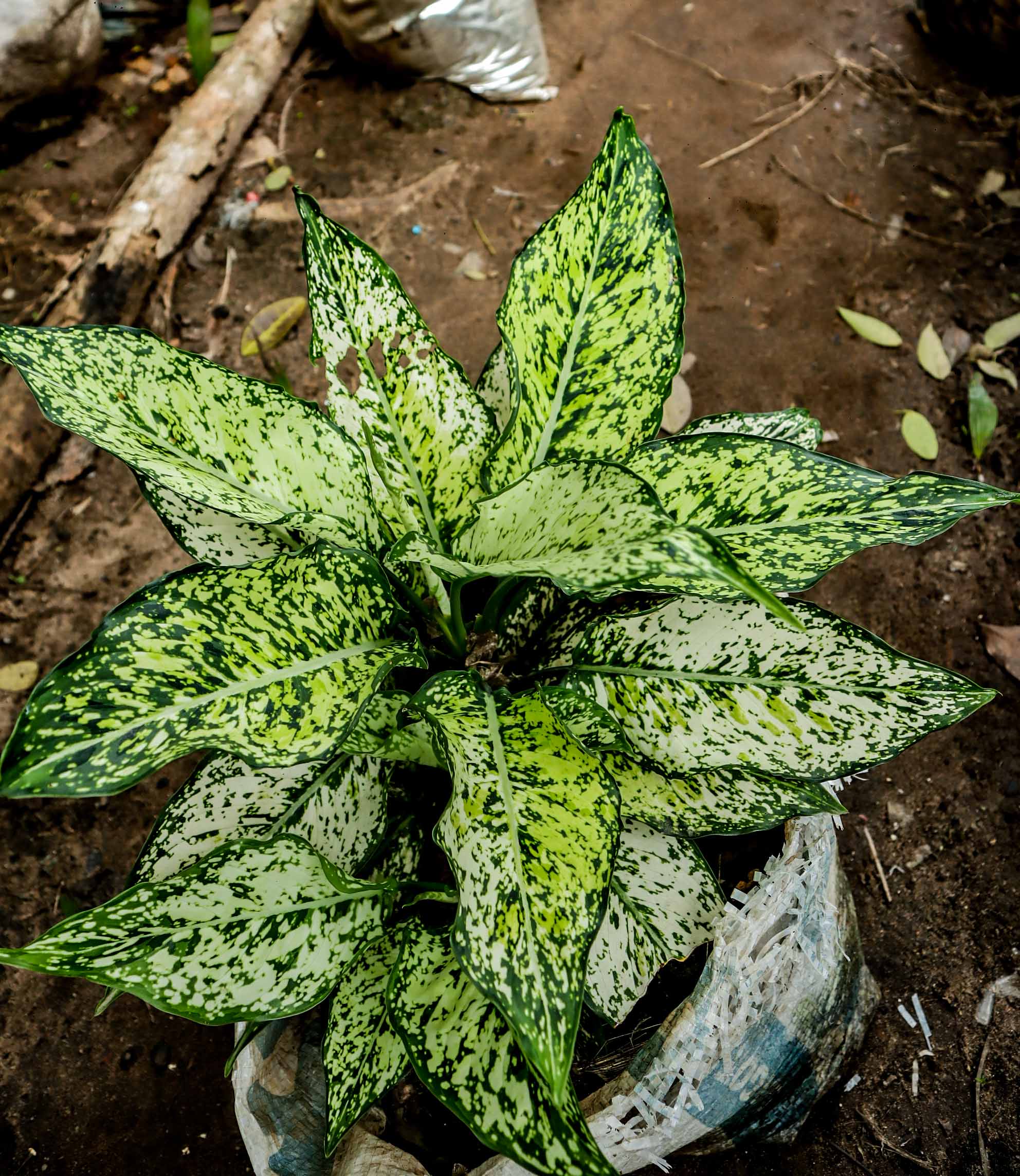 Aglaonema Snow White Plant