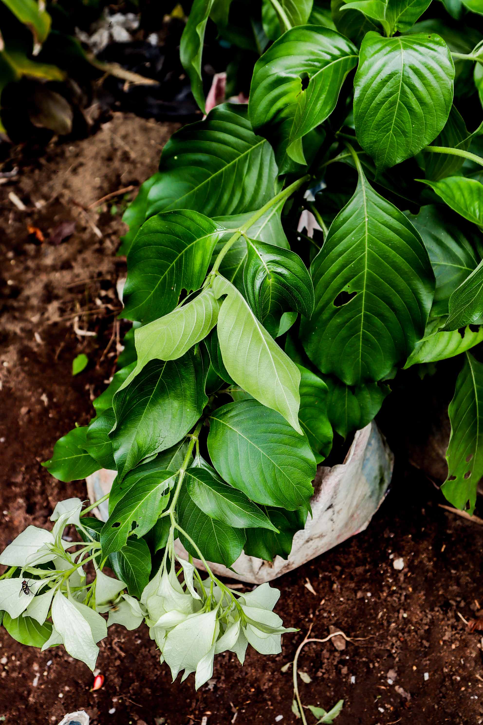 White Mussaenda Plant