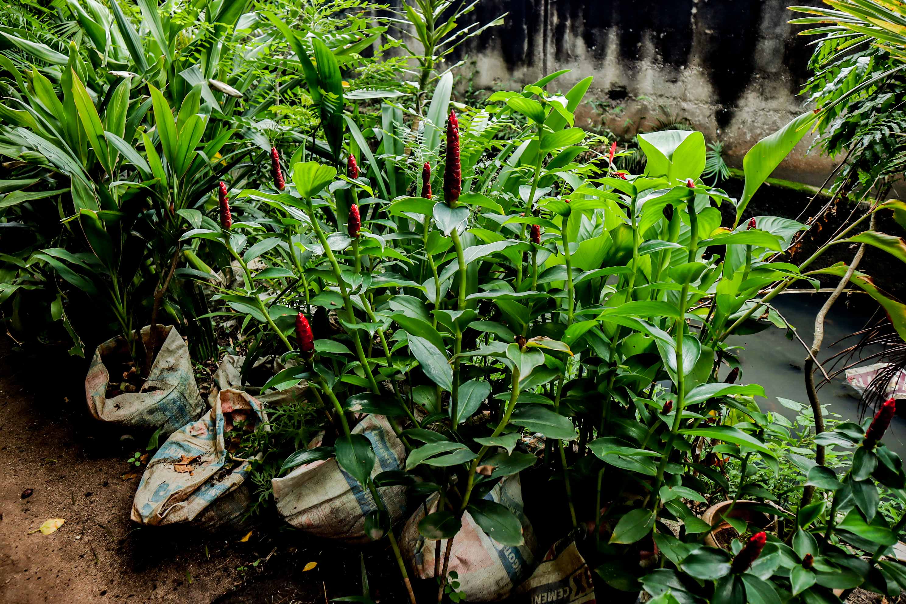 Red Button Ginger Plant