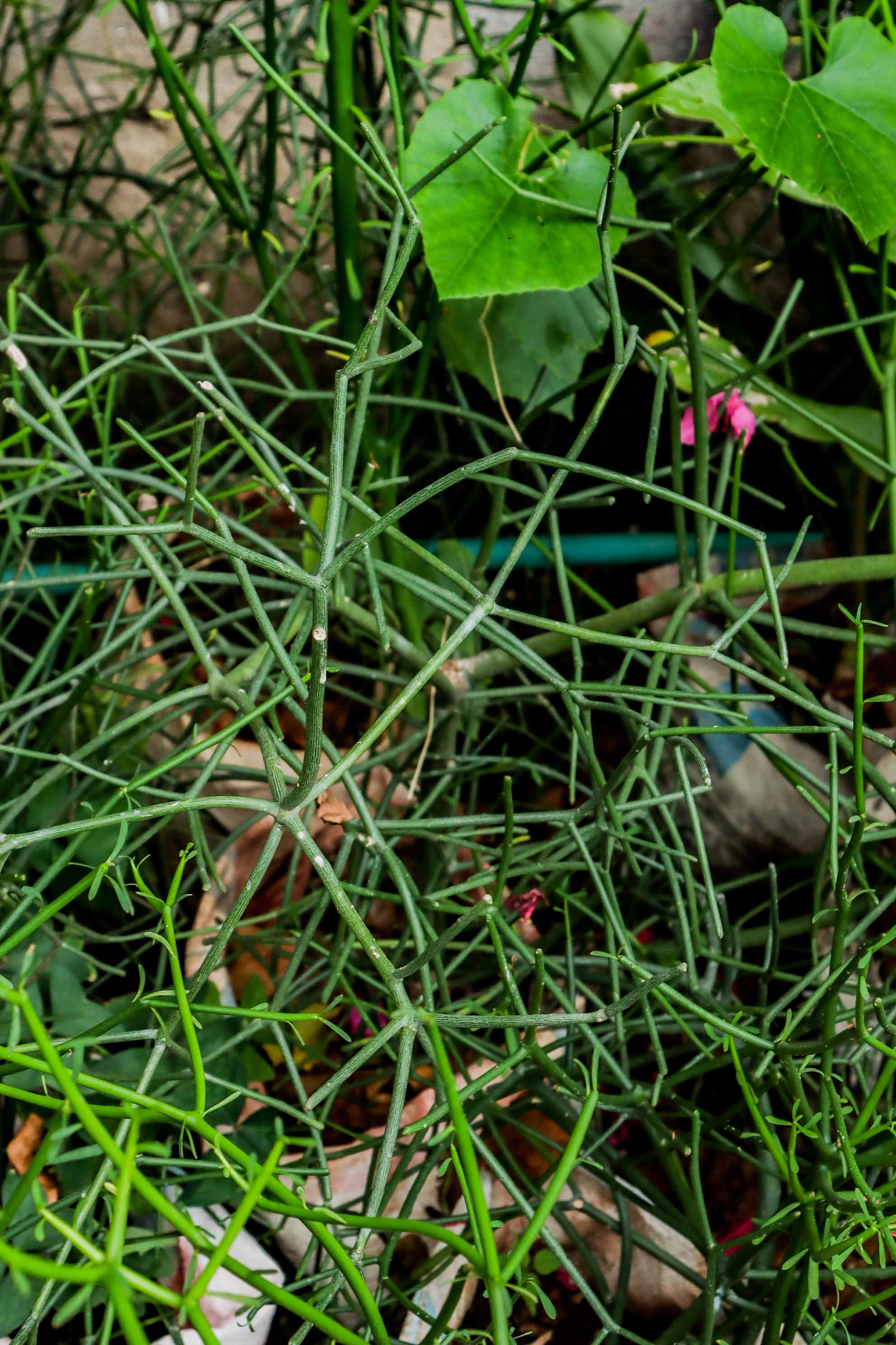 Pencil Cactus Plant – Euphorbia Tirucalli Succulent
